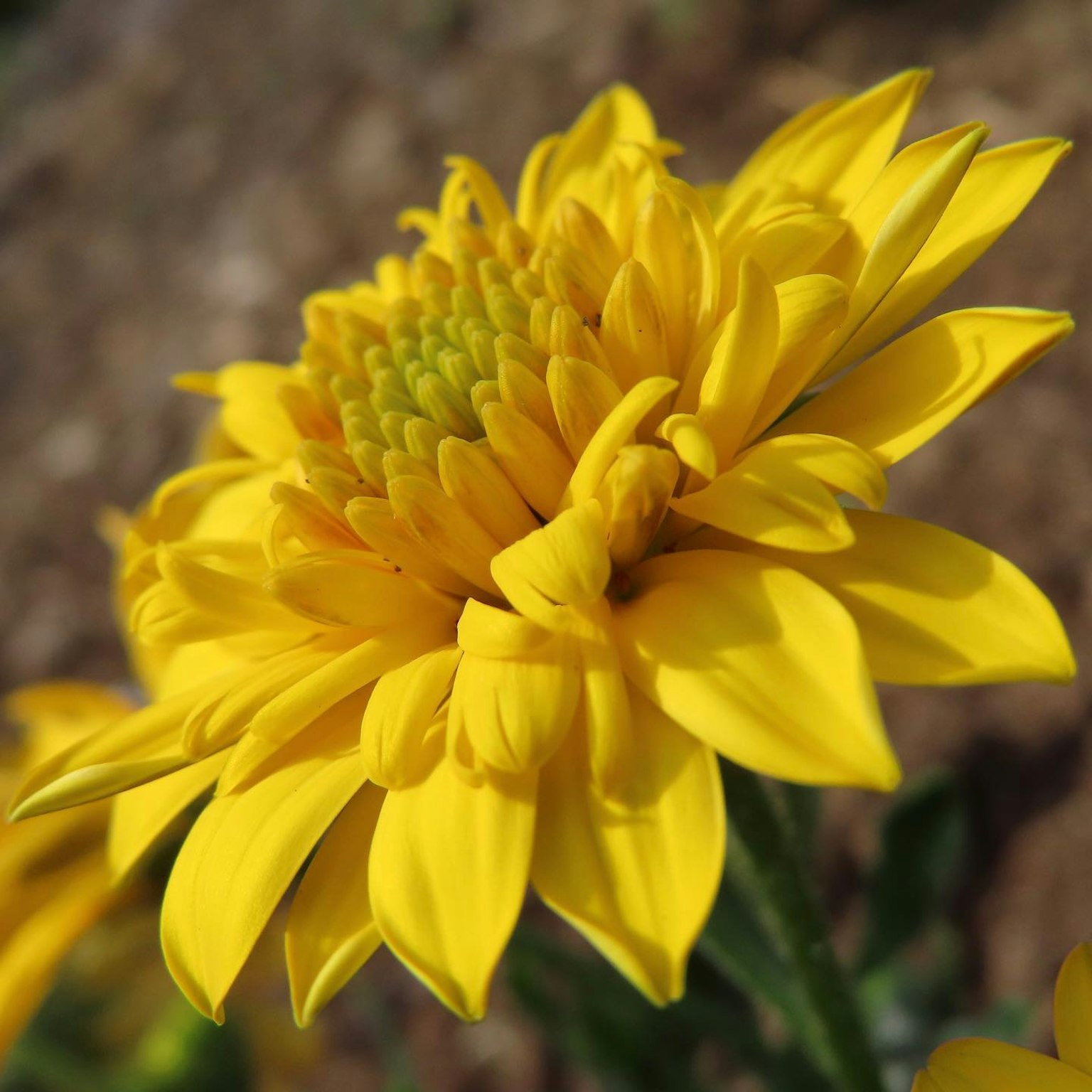Close-up of a vibrant yellow flower with numerous petals and a green center
