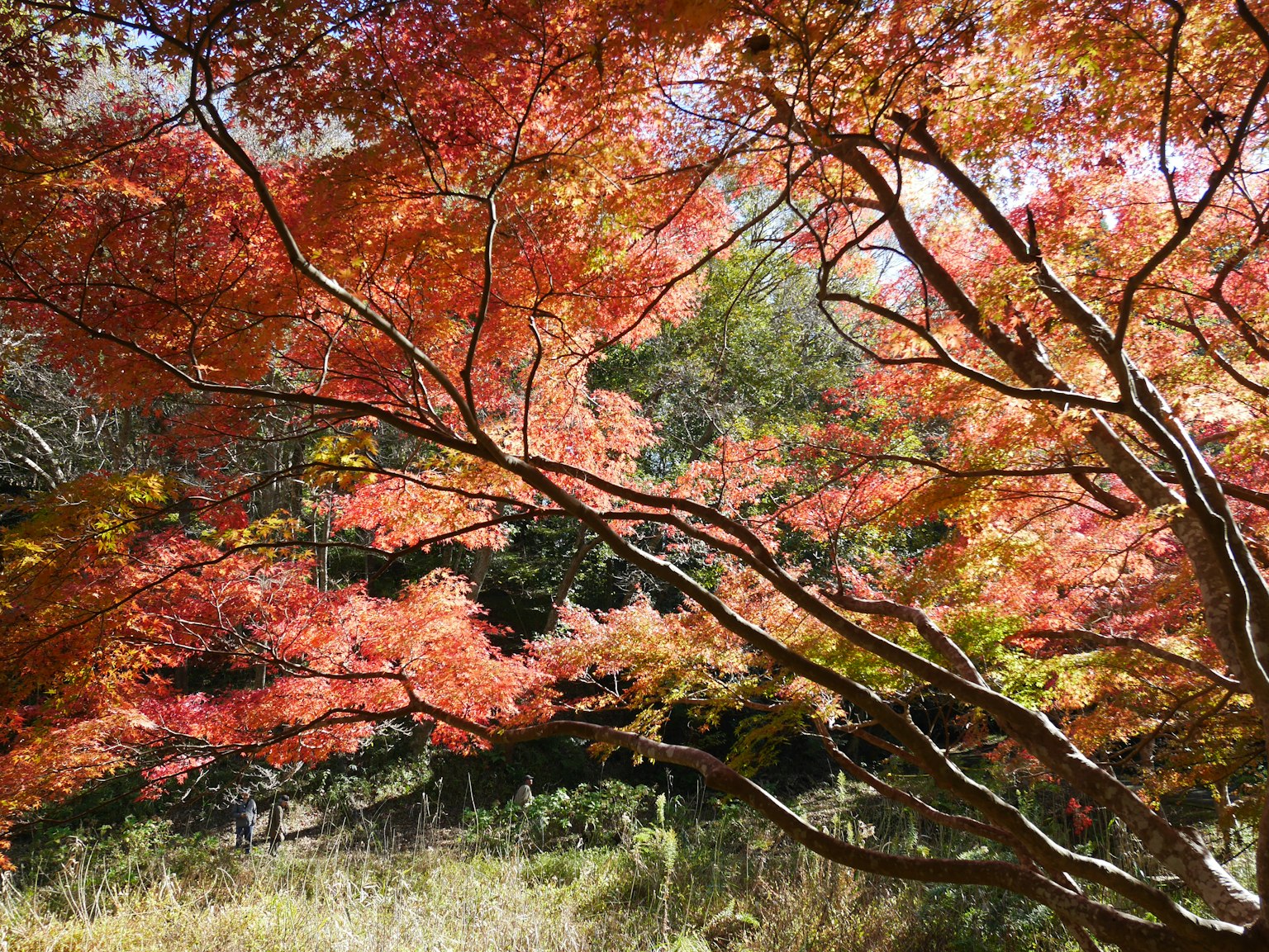 Feuilles d'automne vibrantes et branches dans un cadre naturel