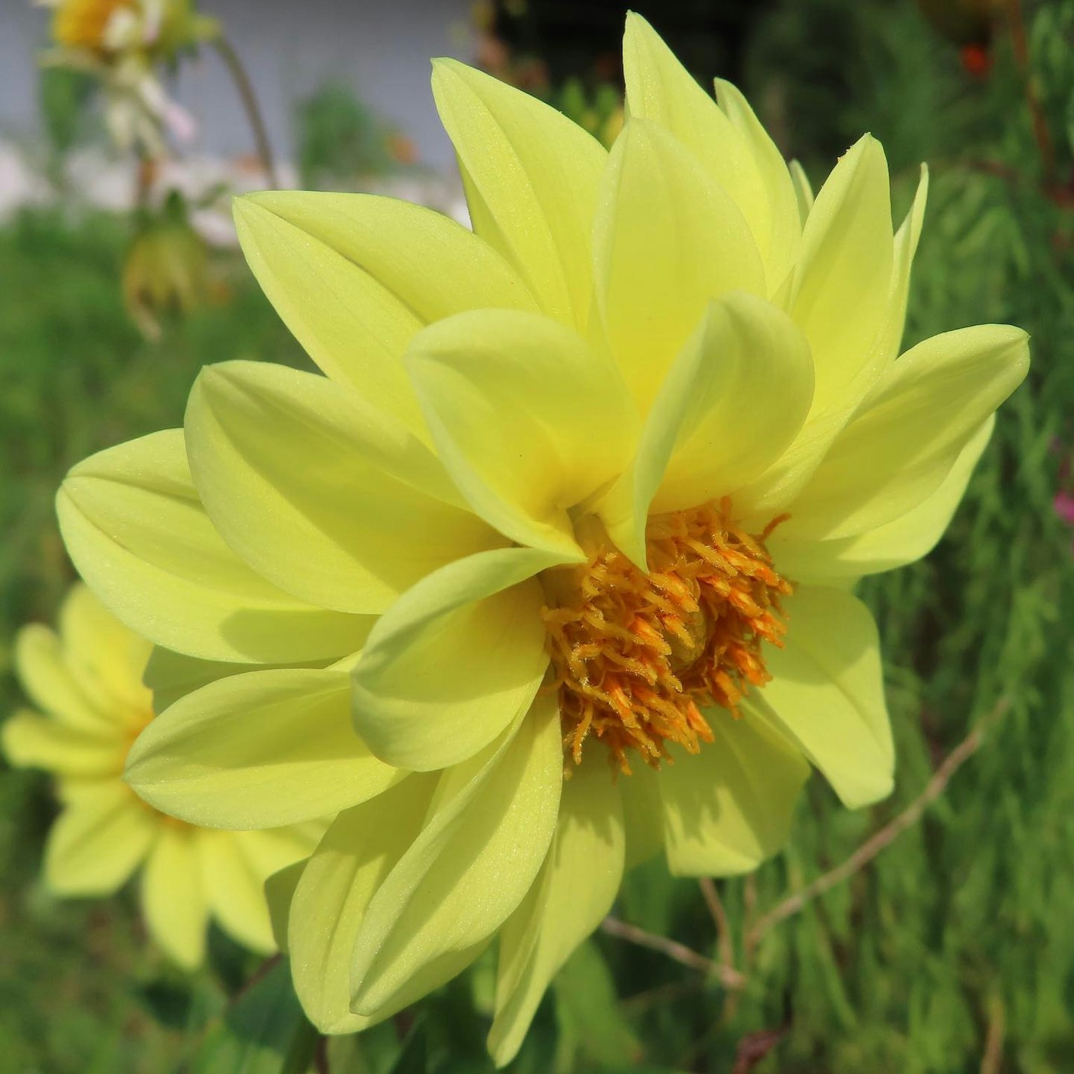 Flor amarilla vibrante en flor