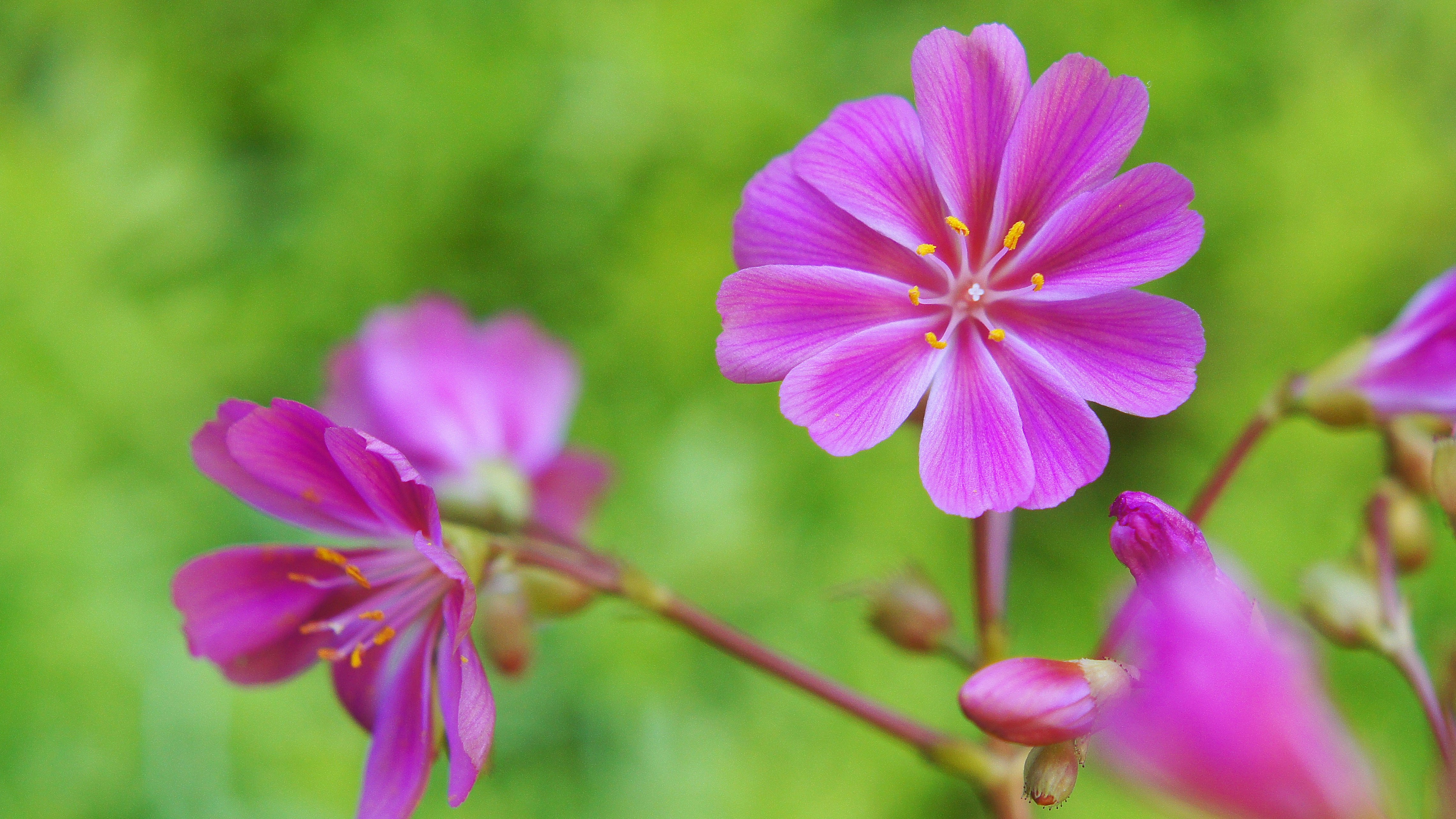 ピンクの花が咲くボケた庭の風景