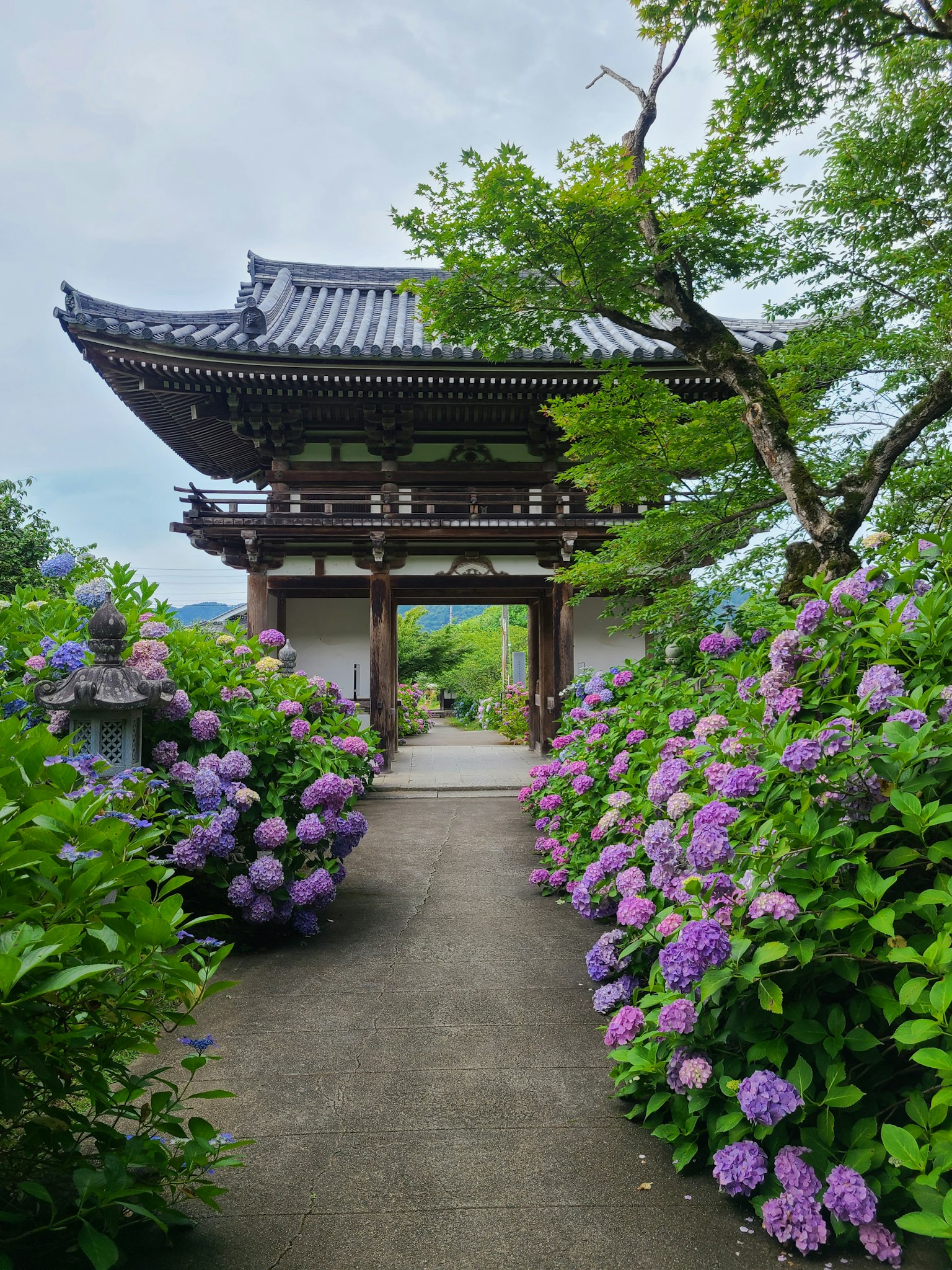 Pintu kuil Jepang dikelilingi oleh bunga hortensia yang indah