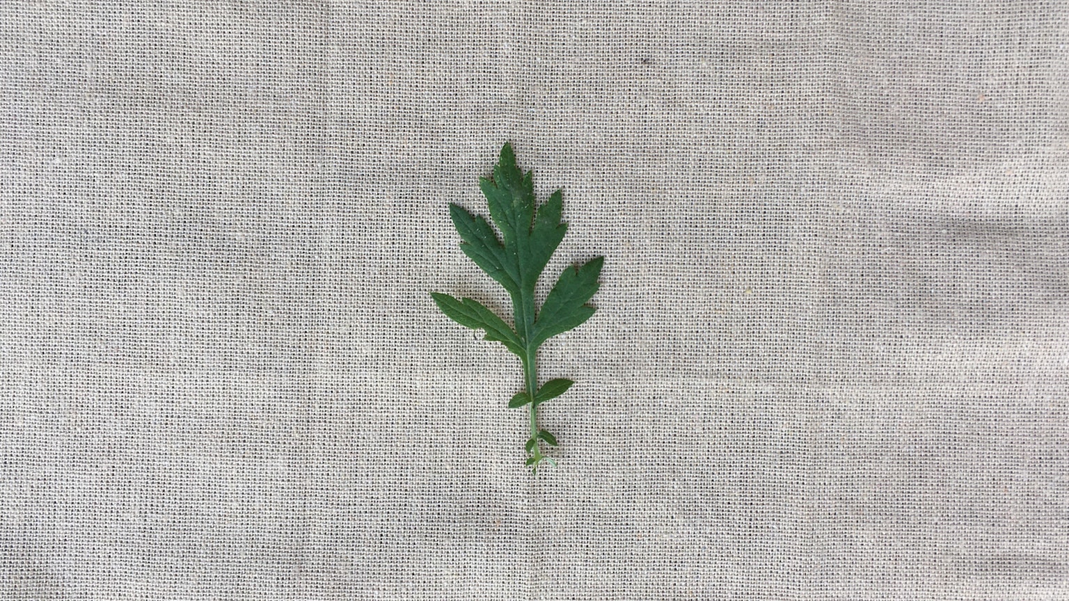 Feuille verte placée sur un tissu blanc