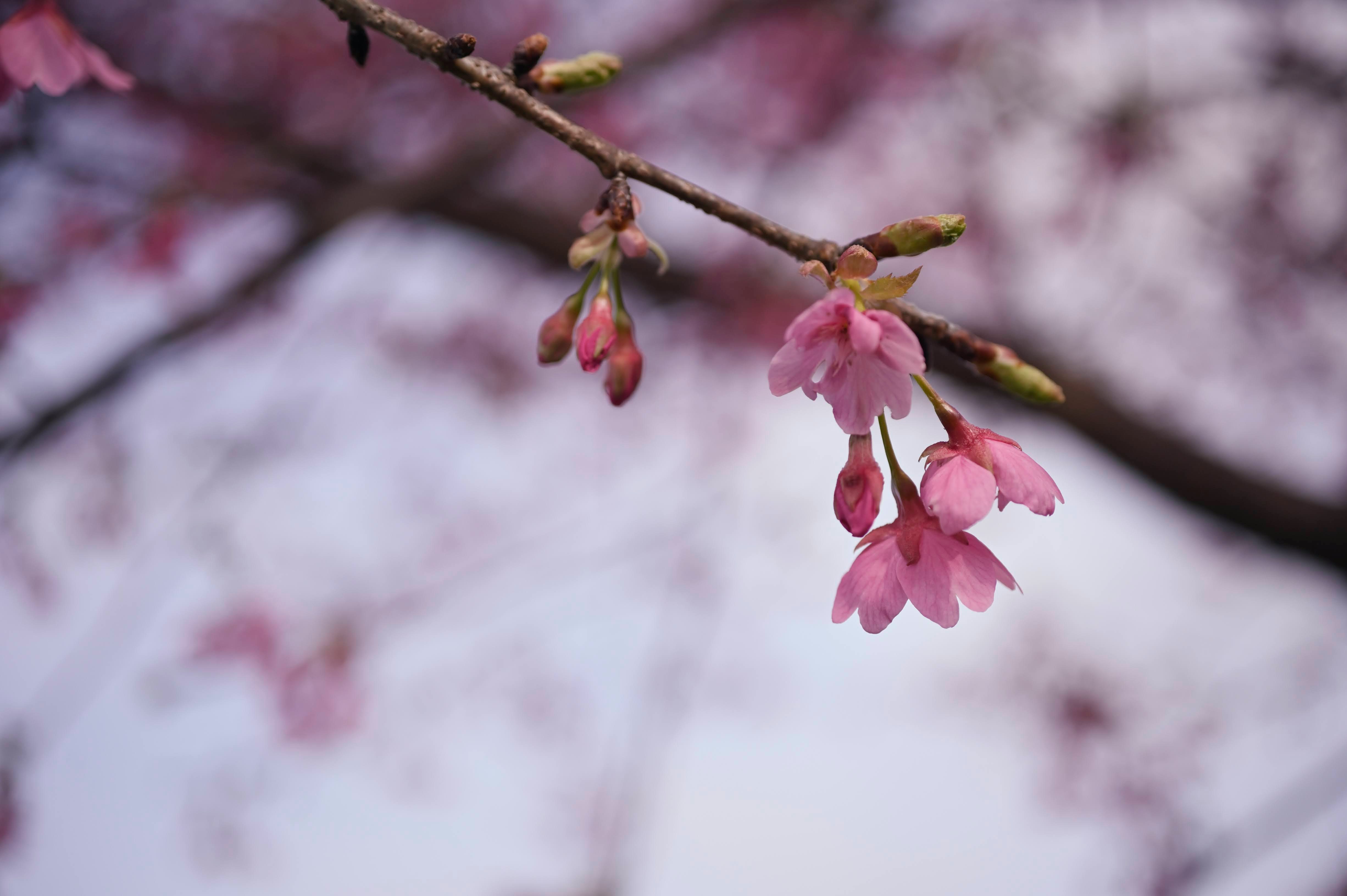 桜の枝に咲く淡いピンクの花とぼけた背景