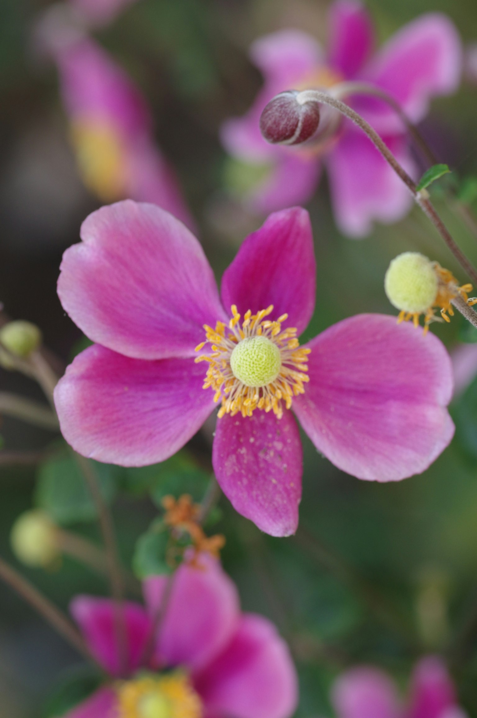 Acercamiento de una flor rosa vibrante con estambres amarillos en el centro