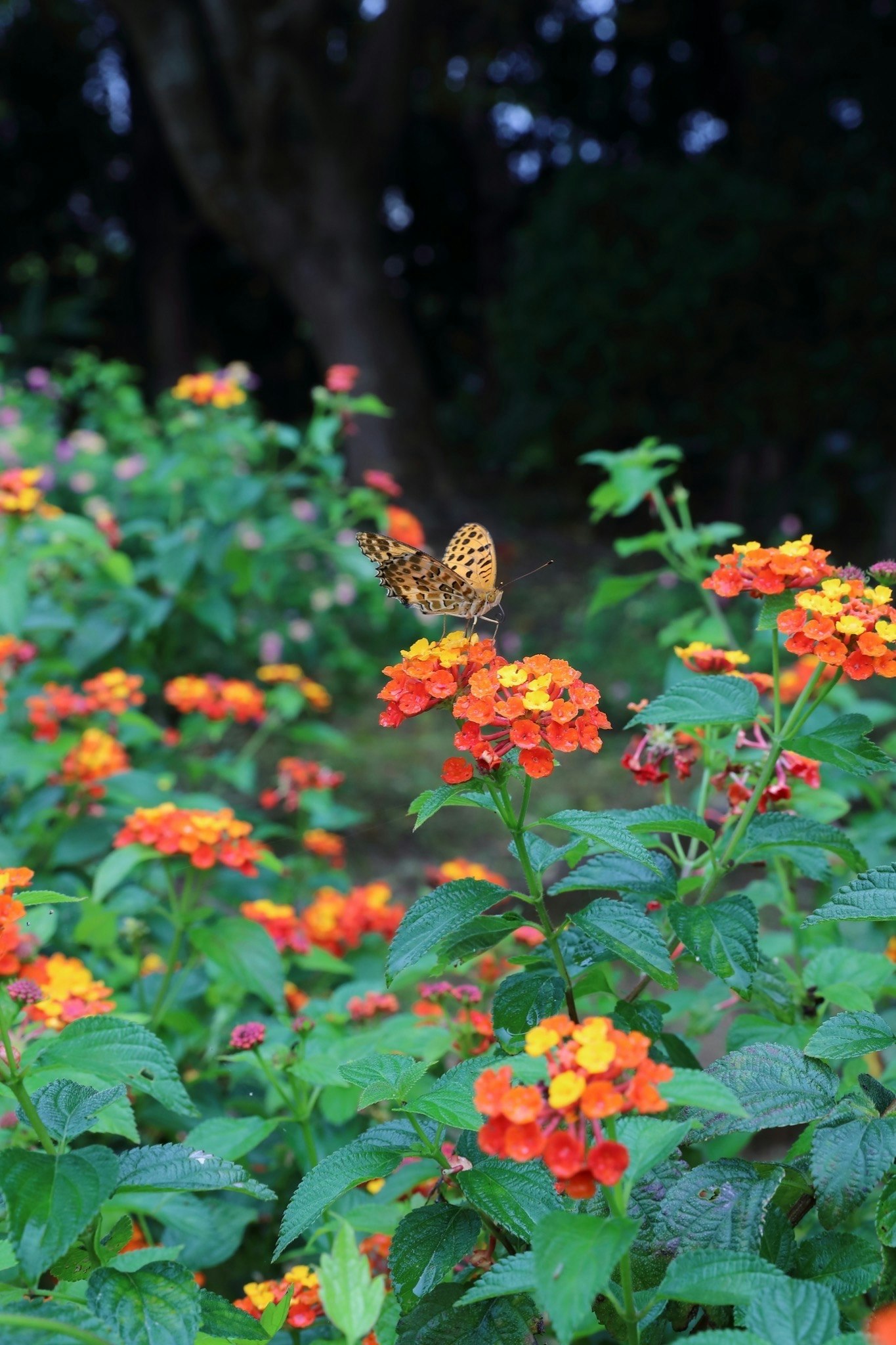 色とりどりの花と蝶が舞う庭の花壇
