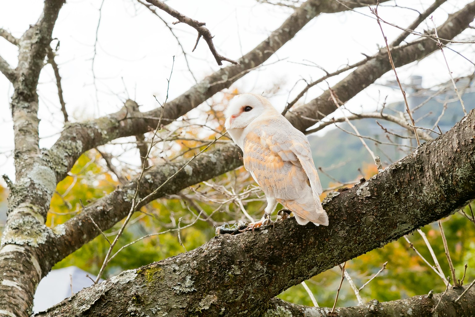 Un hibou blanc perché sur une branche d'arbre