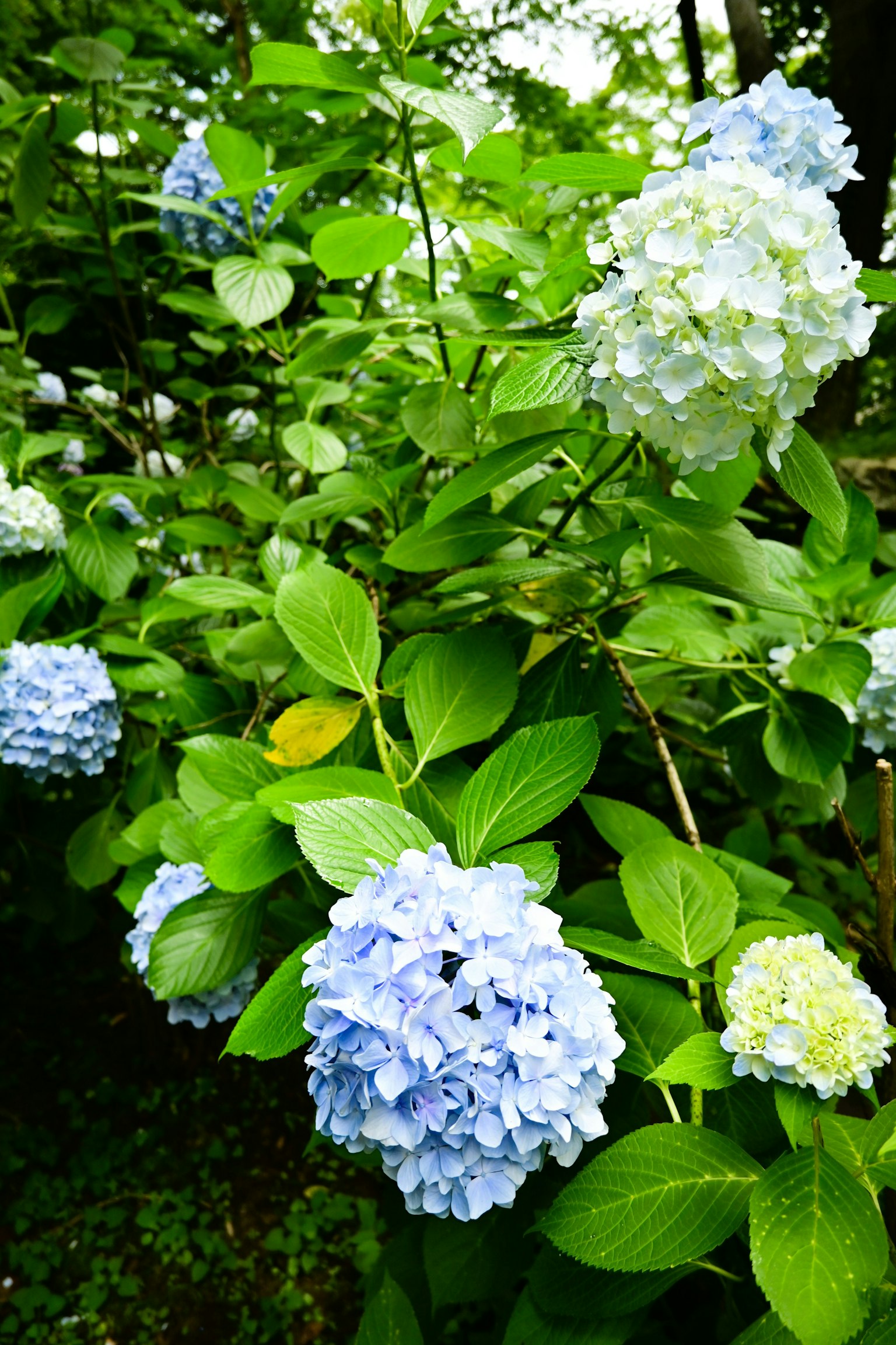 Fleurs d'hortensia bleues et blanches entourées de feuilles vertes