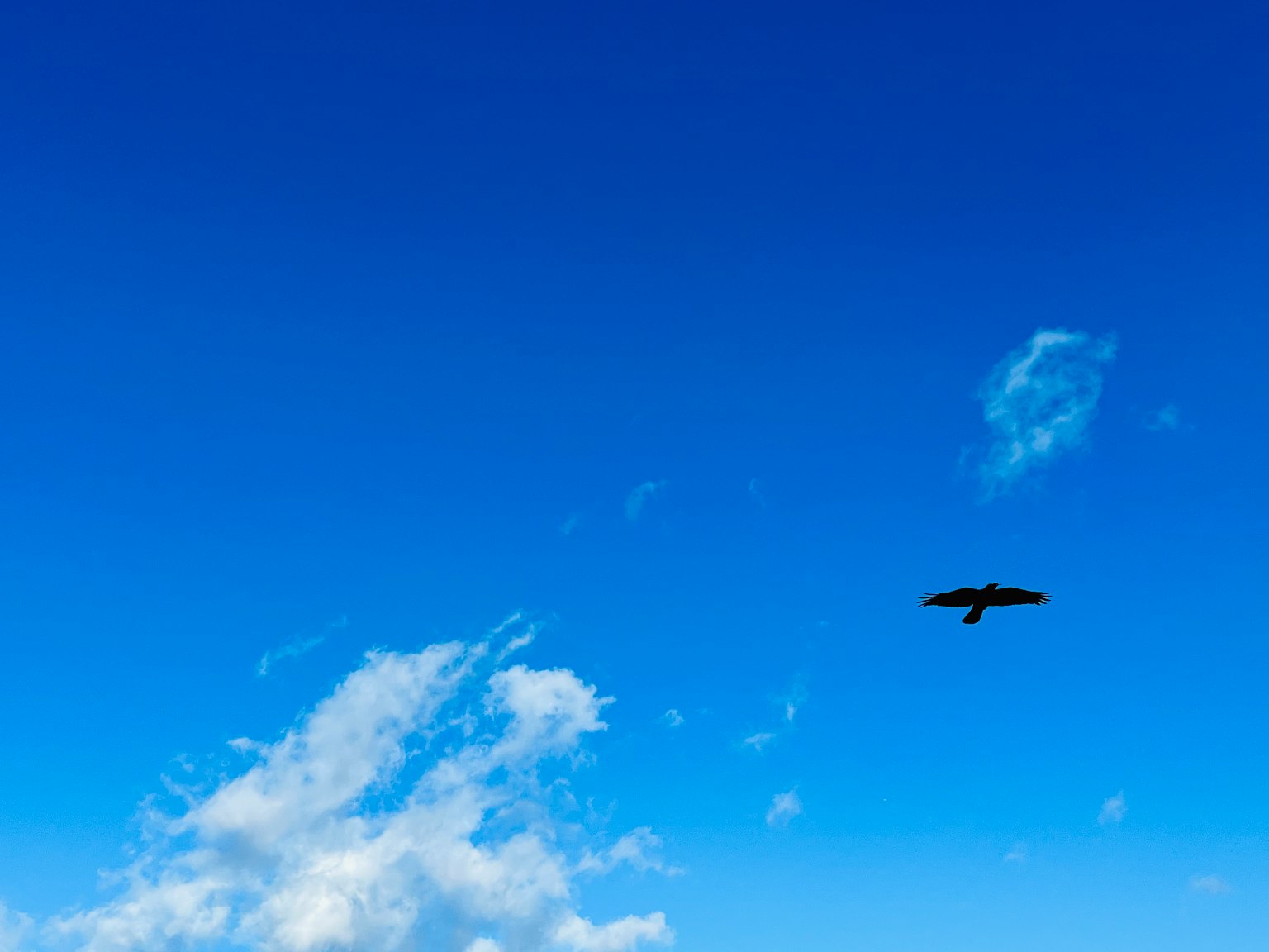藍天中飛翔的黑鳥輪廓