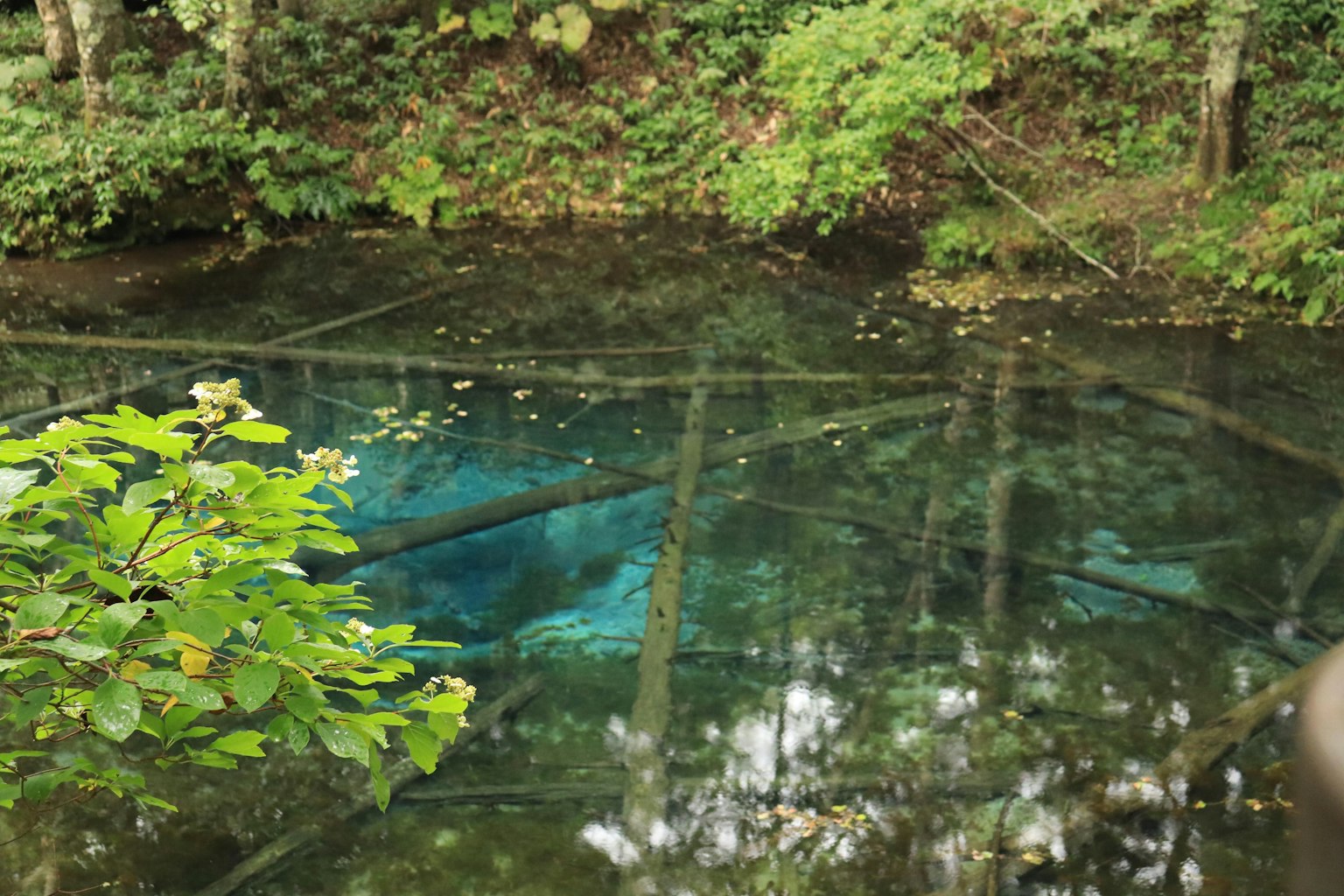 A serene pond with a blue surface reflecting lush green trees