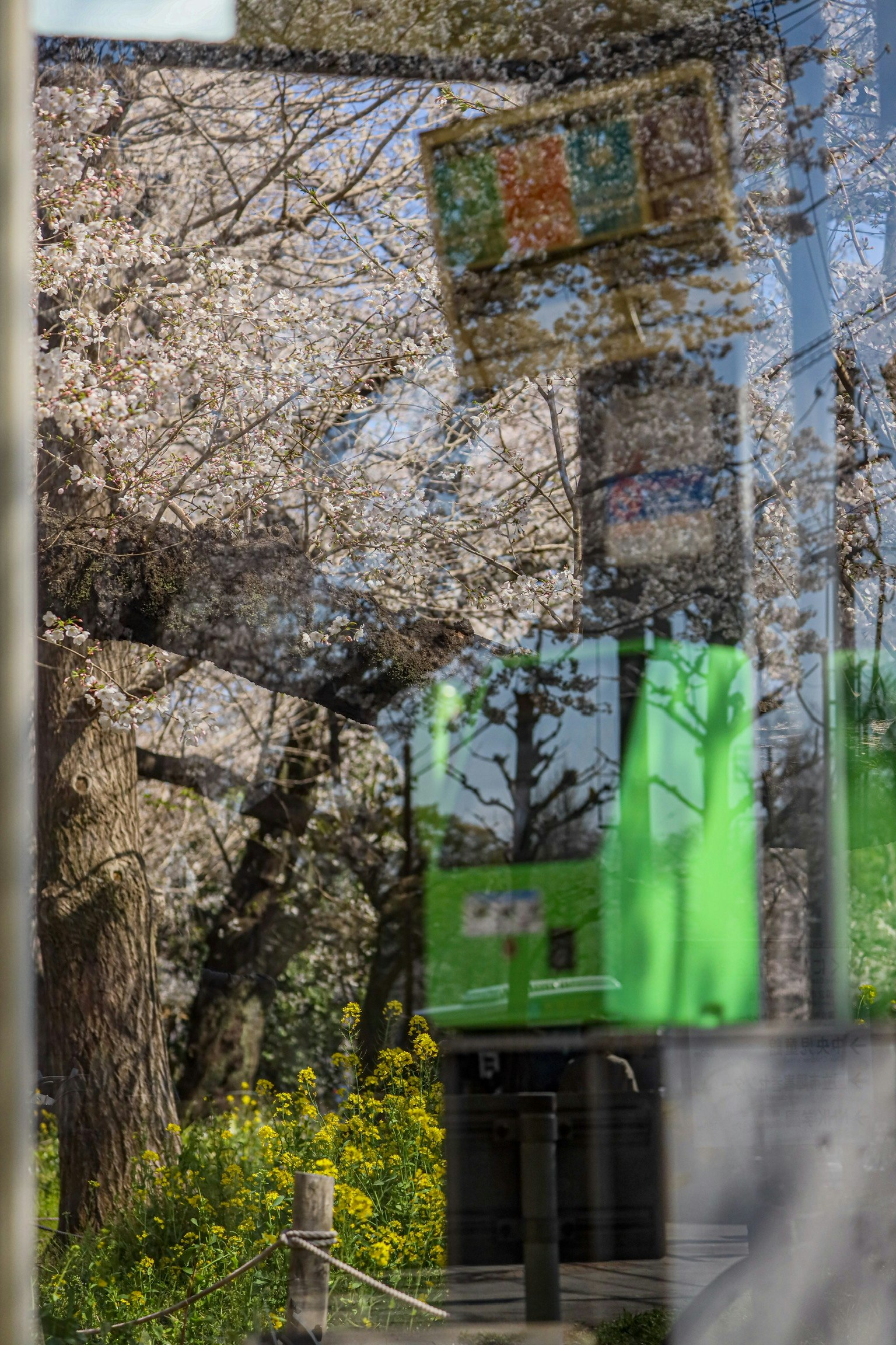 Riflesso di alberi di ciliegio in fiore e di un segnale verde in una finestra