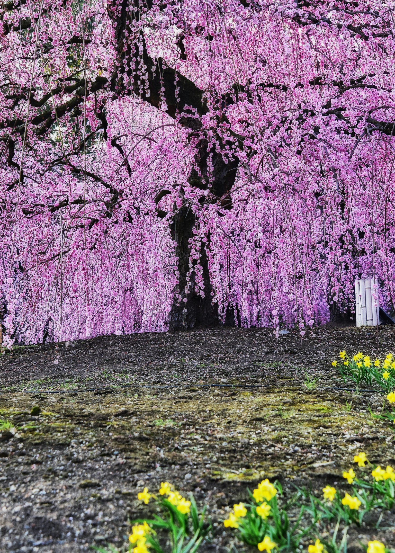 Arbre en fleurs de cerisier avec des jonquilles jaunes au premier plan