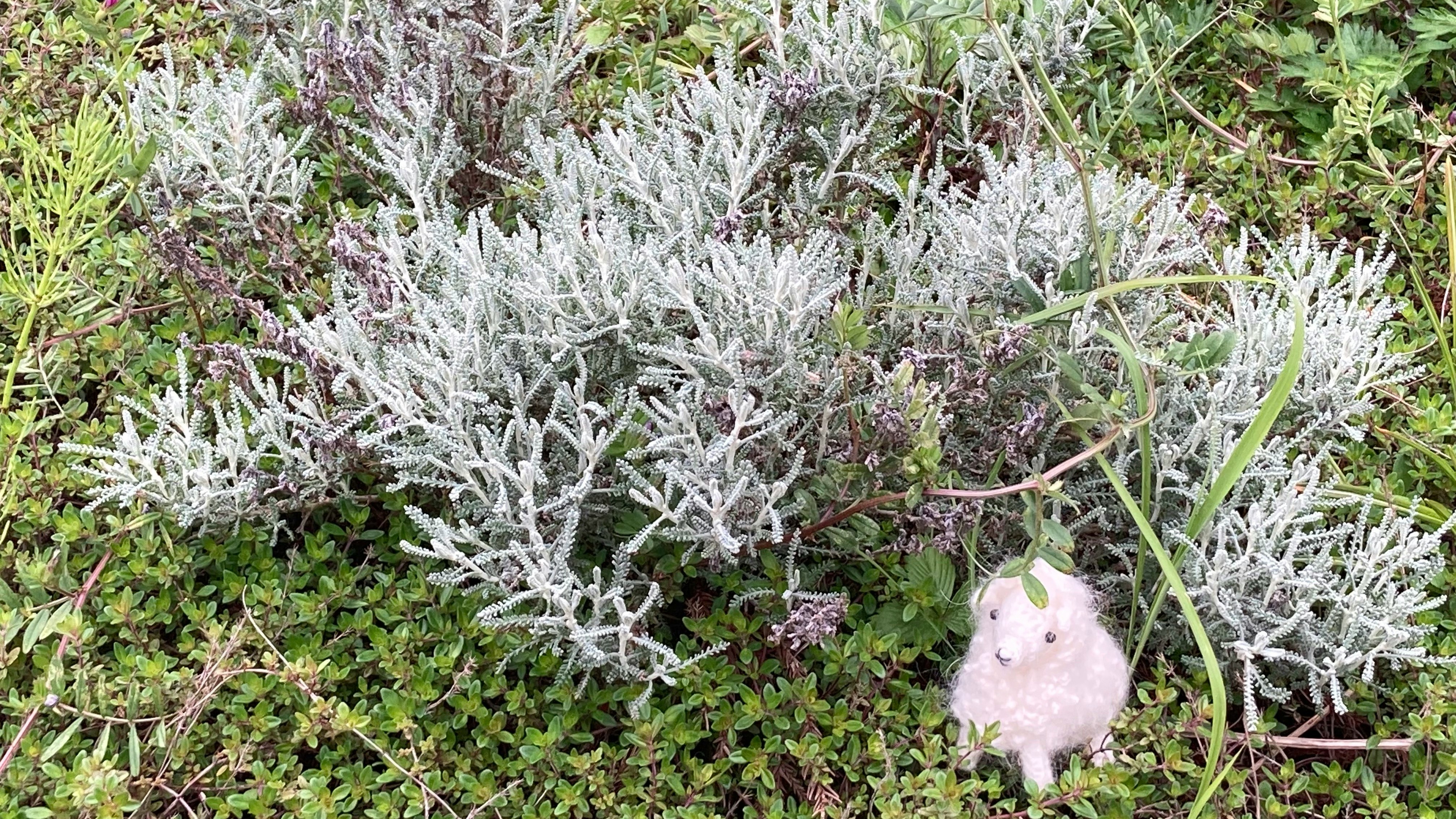 芝生の上に置かれた羊のぬいぐるみ