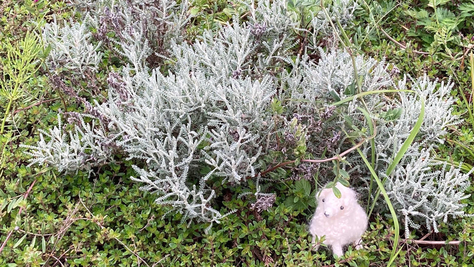绿色草地上的银绿色植物和附近的小白动物