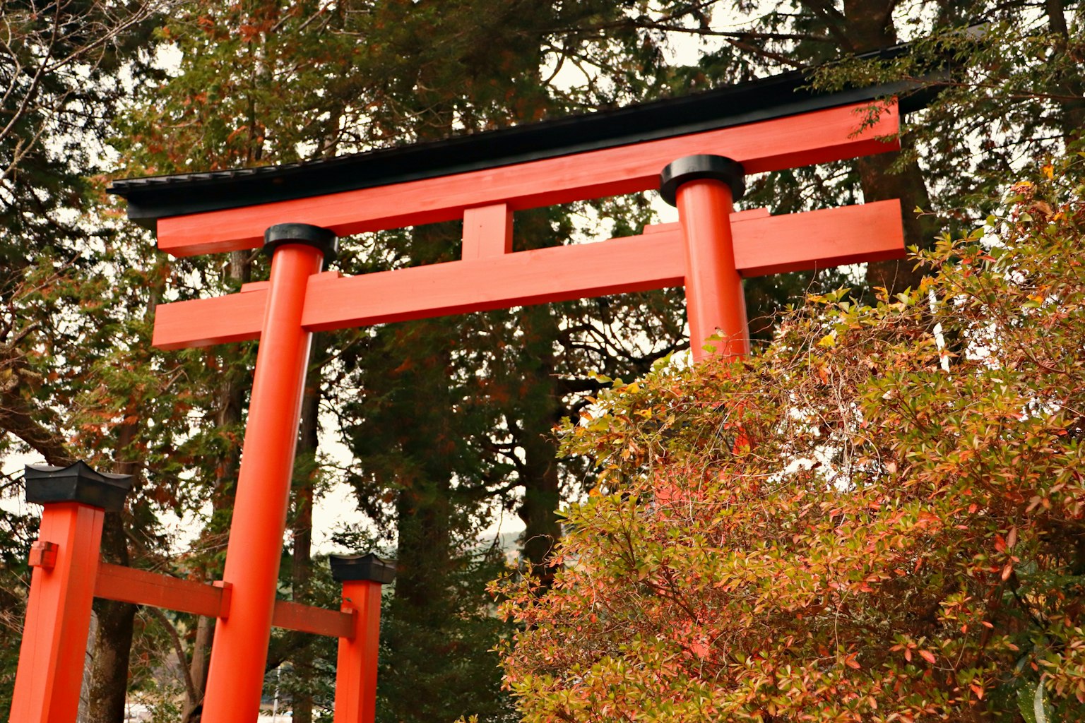 Portale torii rosso circondato da fogliame autunnale