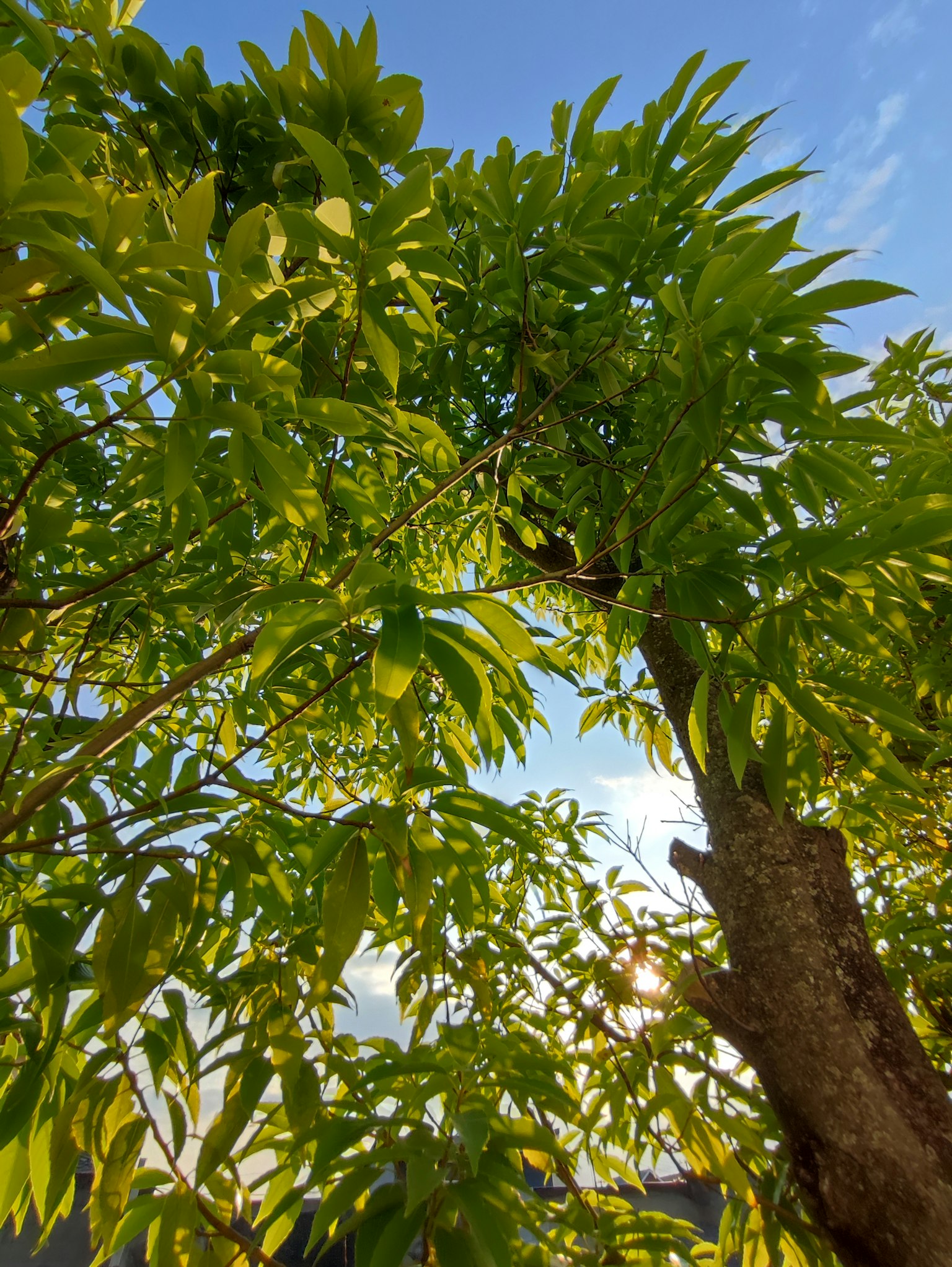 从下方看到的繁茂树木和明亮的叶子