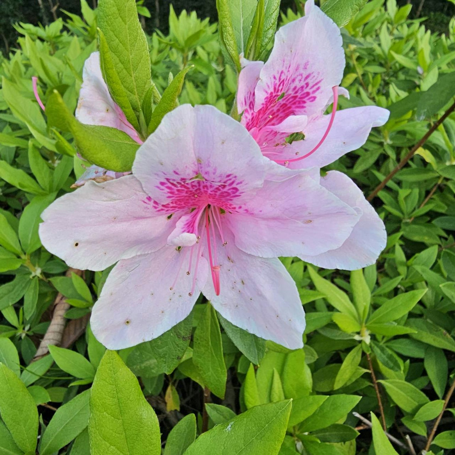 Delicate pink flower with vibrant green leaves in the background
