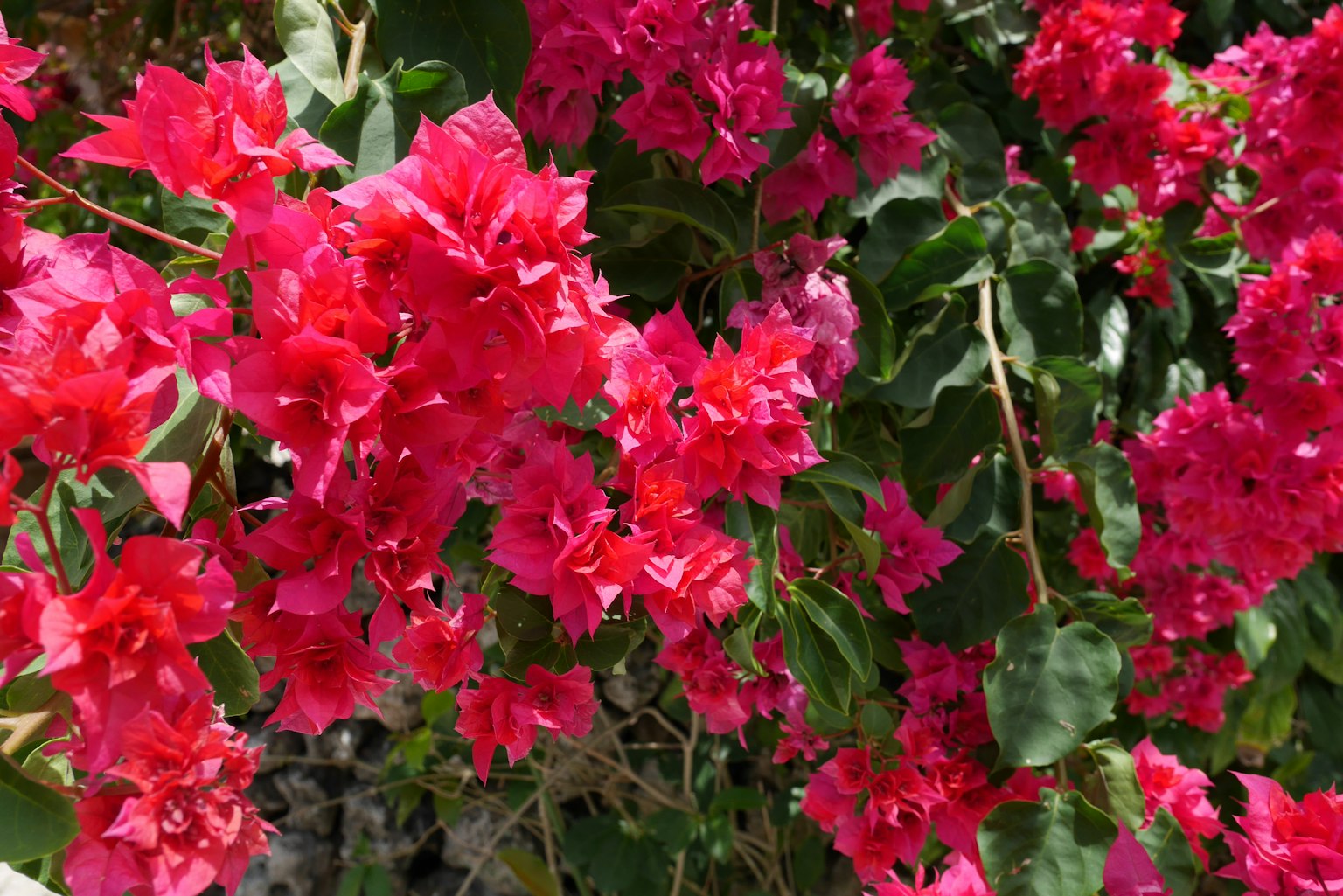 Fiori di bougainvillea rossi vivaci in piena fioritura