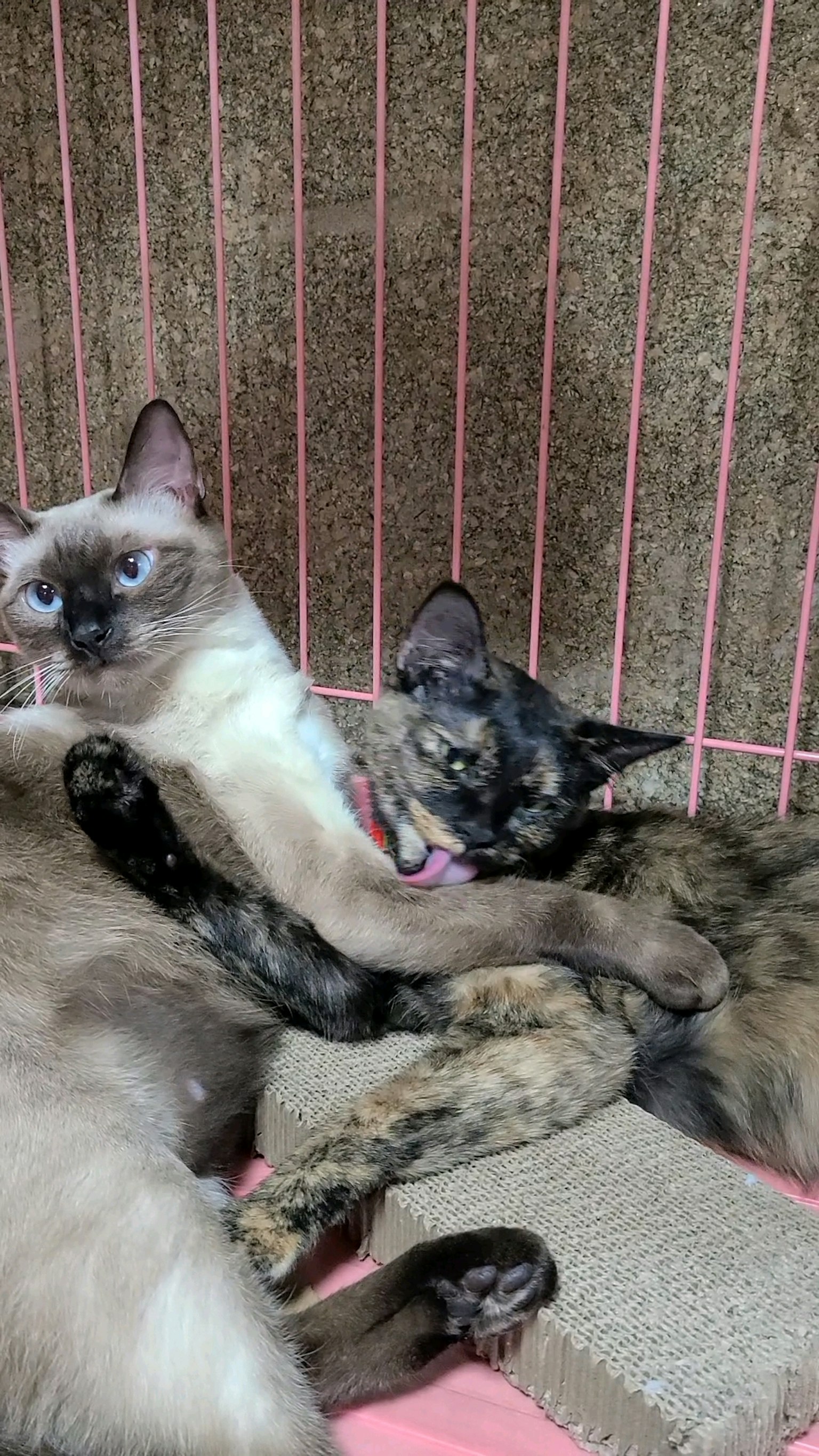 Hai con mèo ôm nhau trong một cái lồng