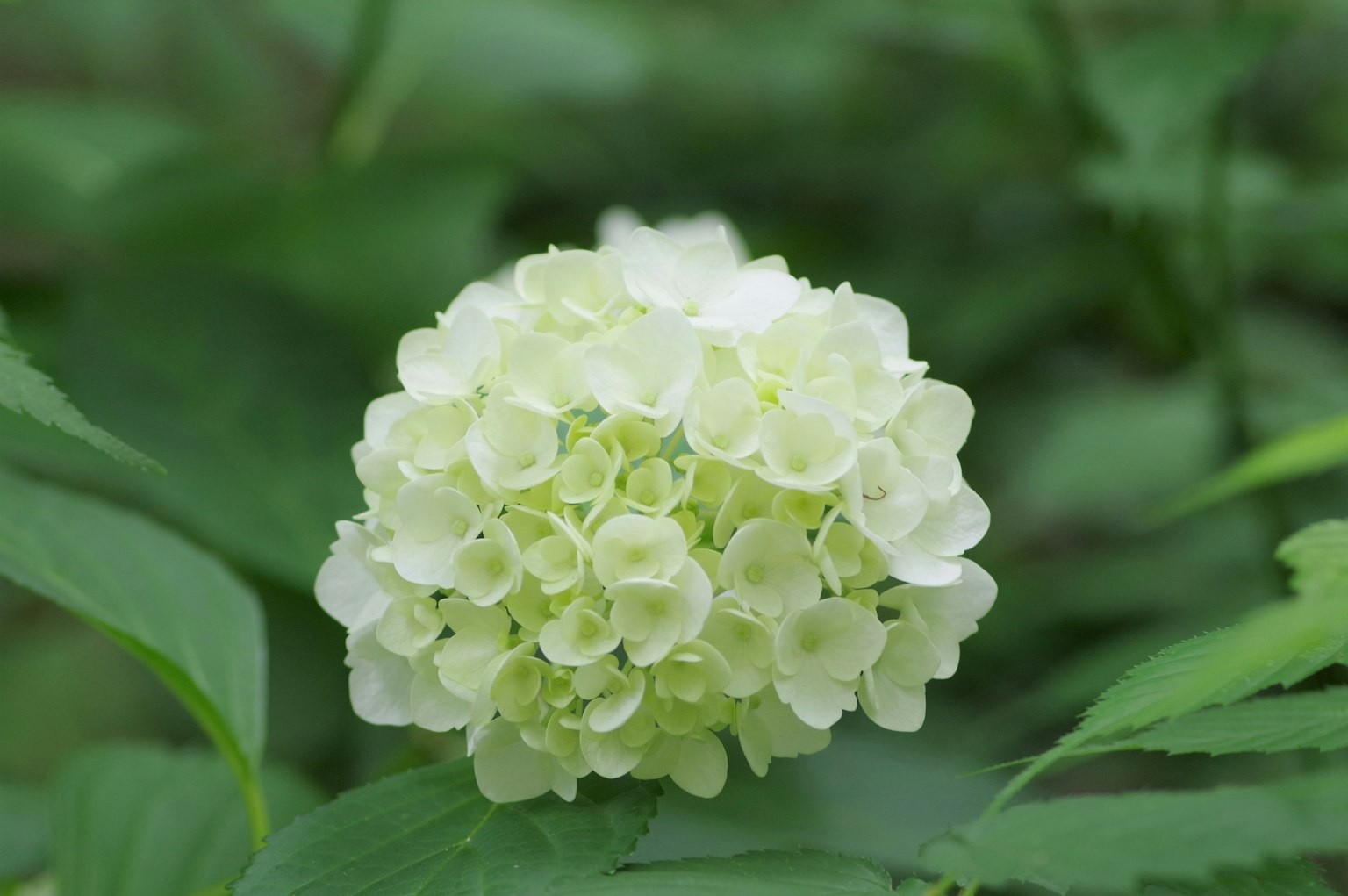 Un gruppo di fiori bianchi circondati da foglie verdi