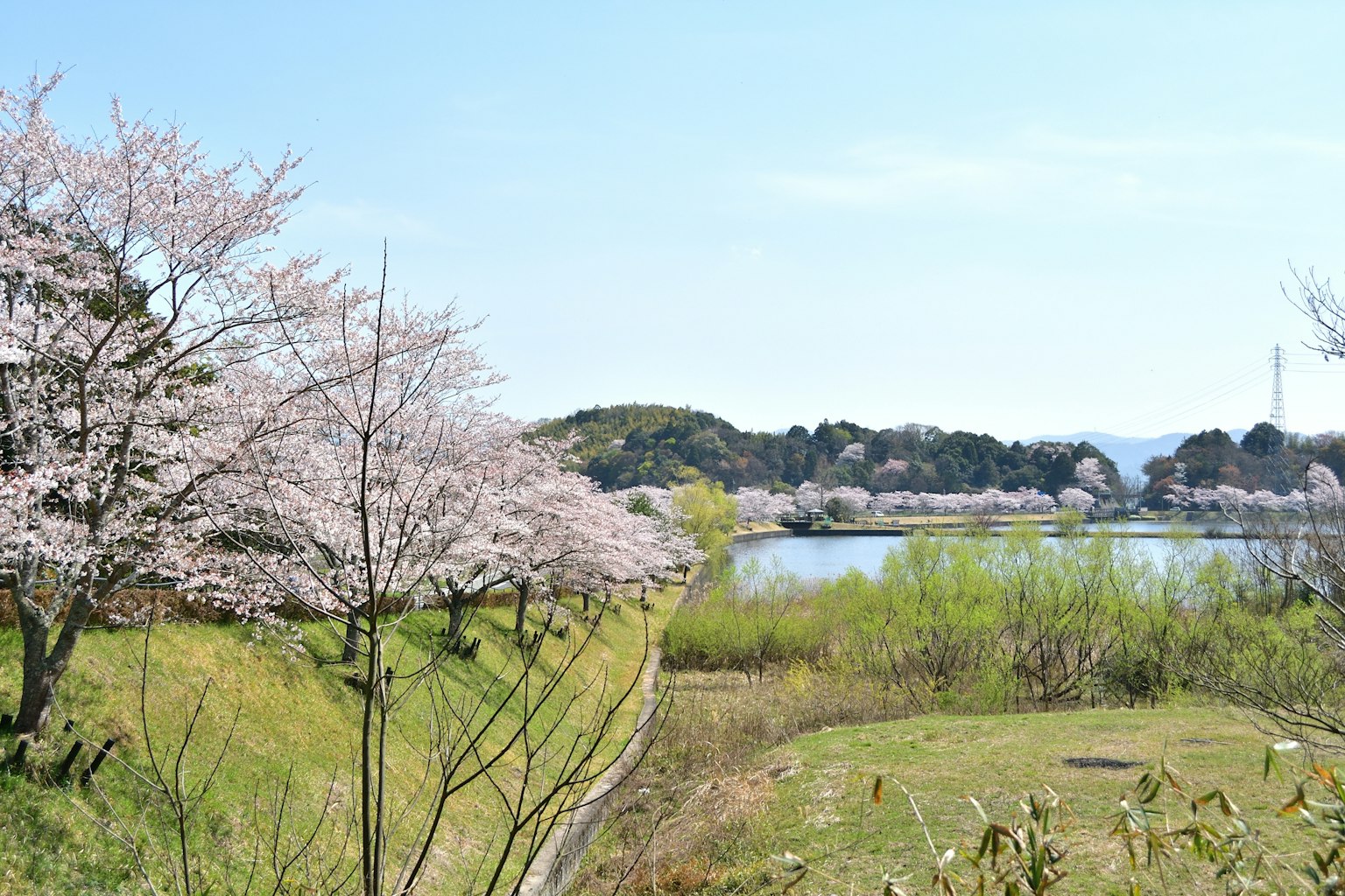 春季風景，櫻花樹與寧靜的湖泊