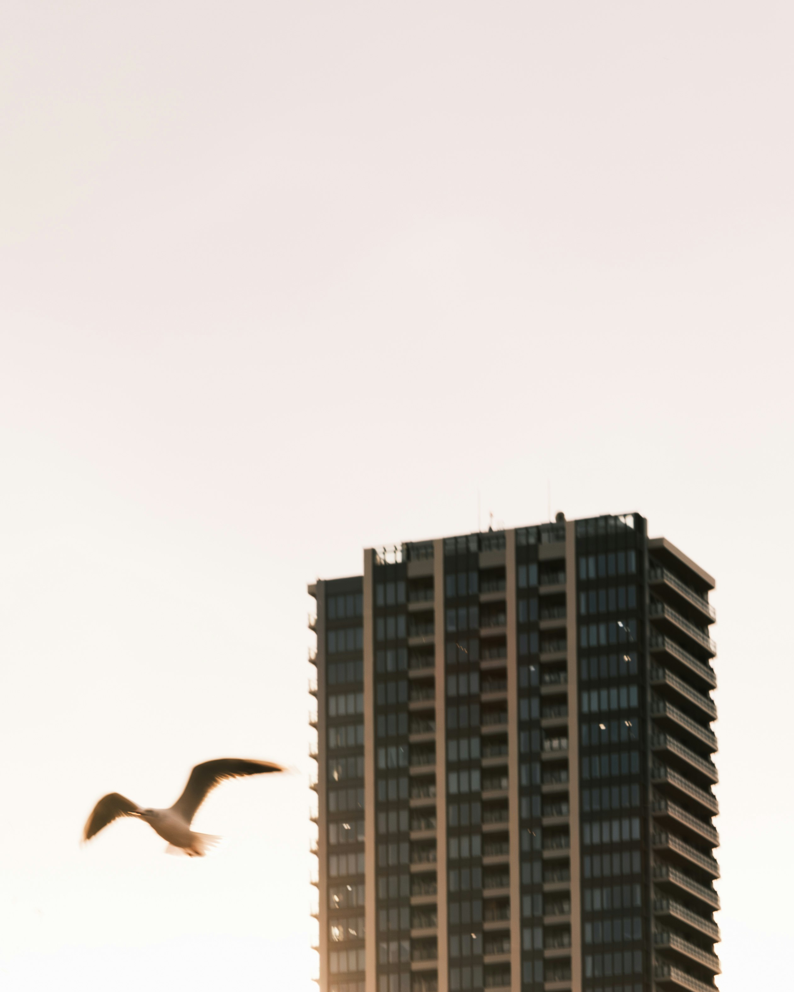 夕暮れの空を飛ぶ鳥と高層マンションの外観