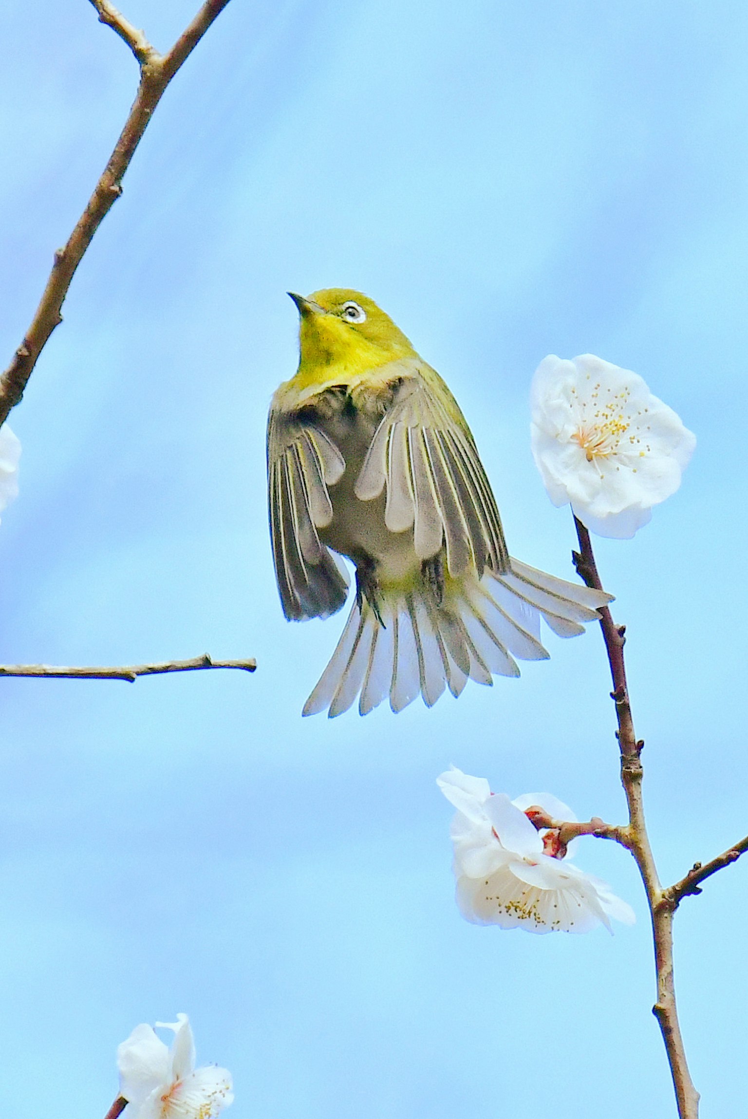 Oiseau japonais à l'œil blanc perché sur une branche avec des fleurs sur fond de ciel bleu