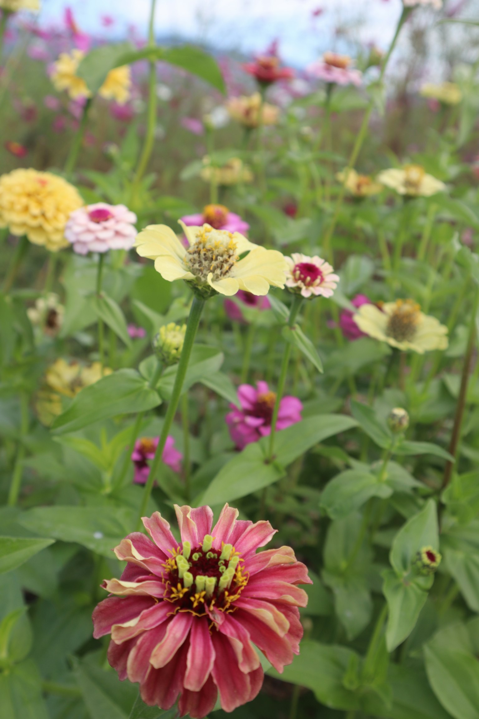 Gros plan de fleurs colorées dans un jardin vibrant
