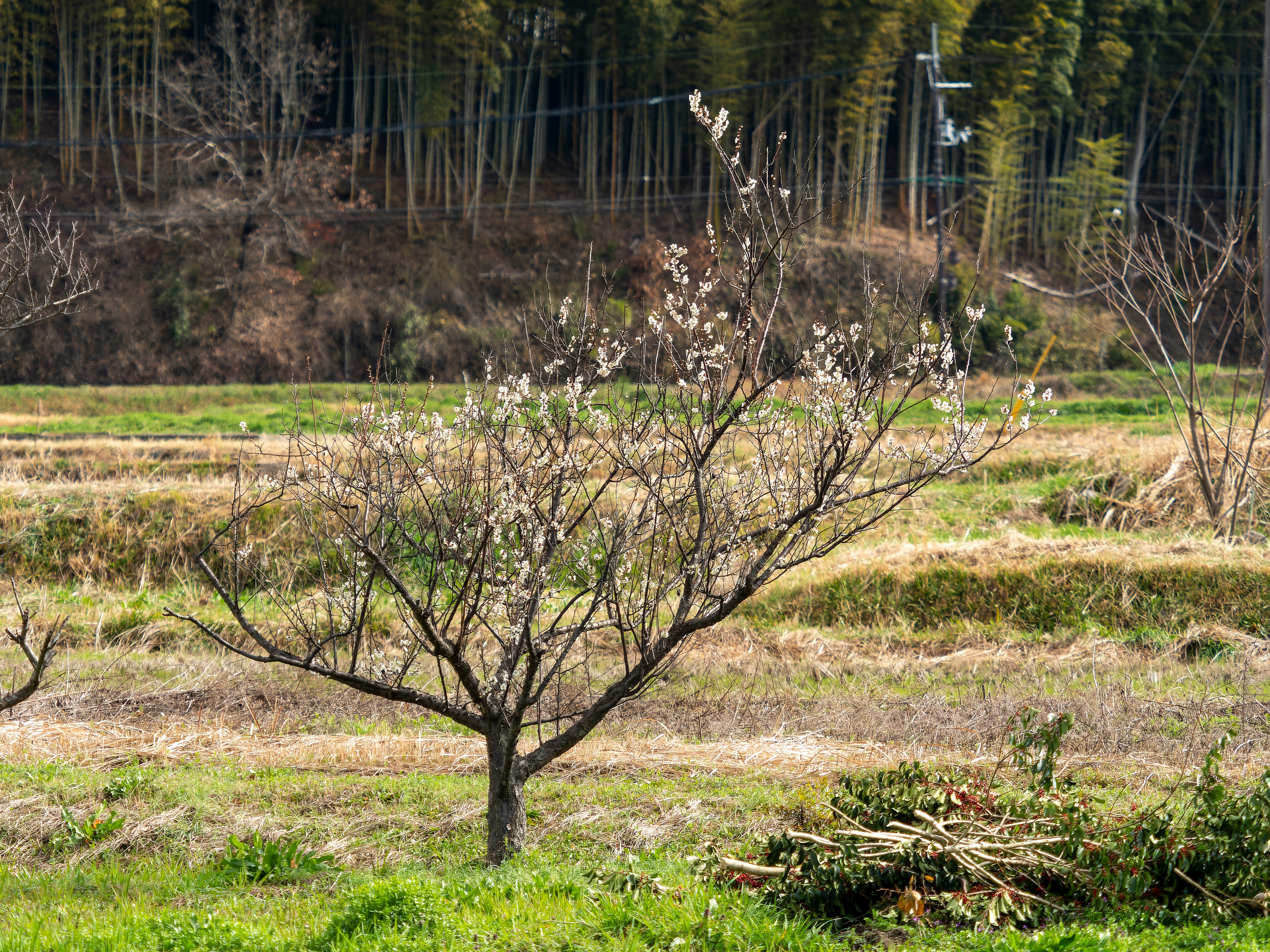 緑の草原に小さな果樹が立っている背景には竹林が見える
