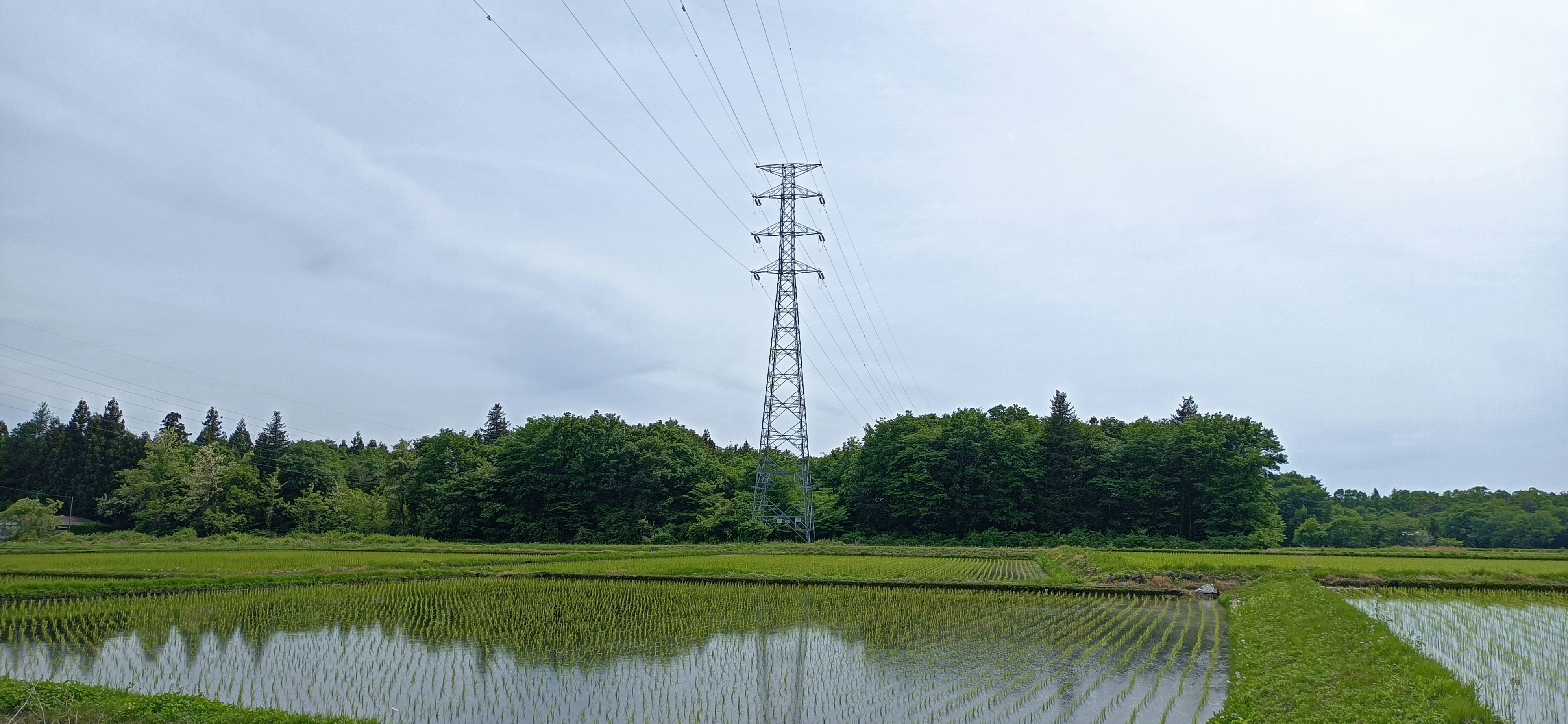 Power transmission tower and lines beside rice fields landscape