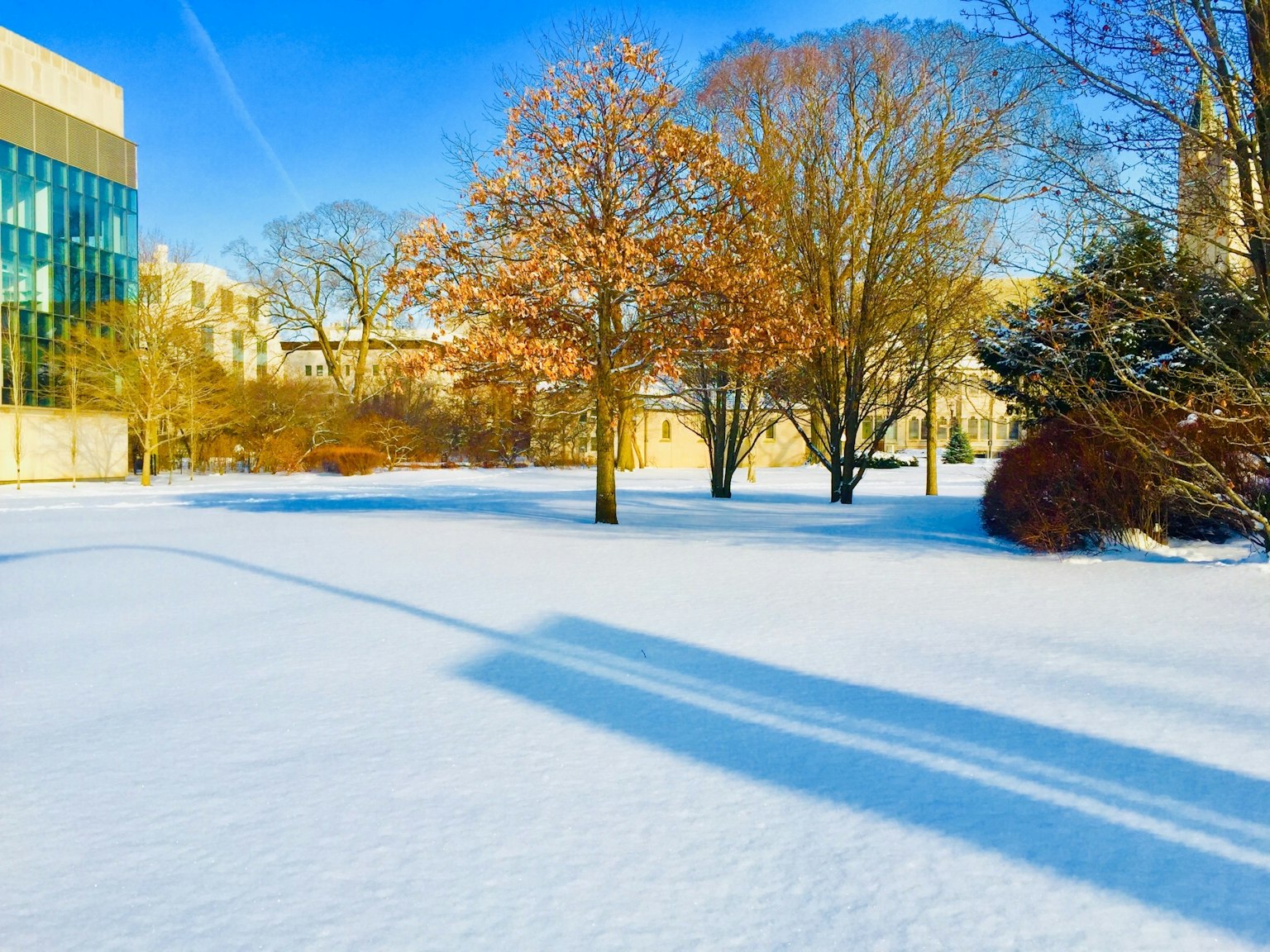 Parque cubierto de nieve con árboles y cielo azul