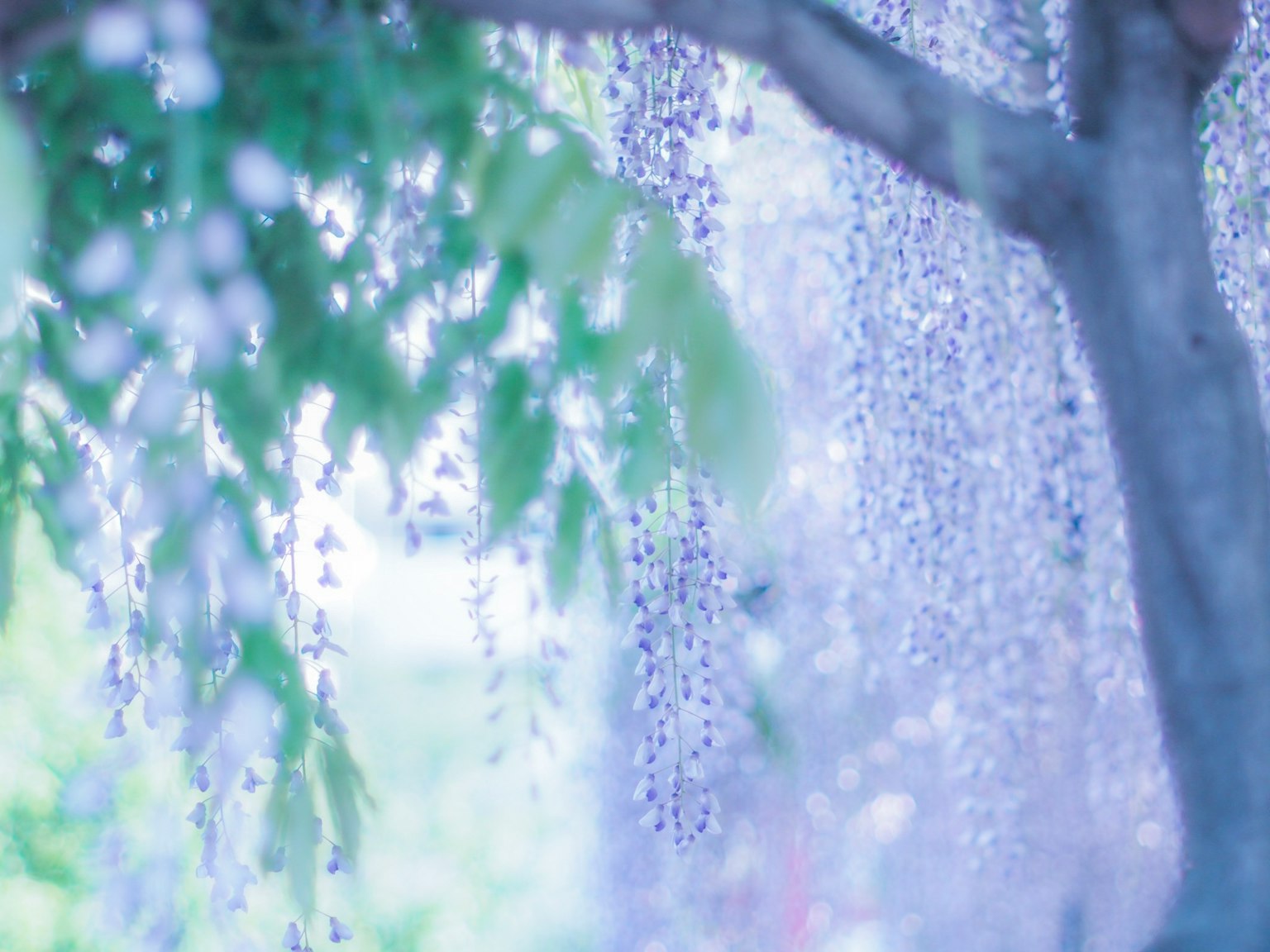 ทิวทัศน์ที่สวยงามของดอกวิสทีเรียสีน้ำเงินม่วงที่ห้อยลงมา