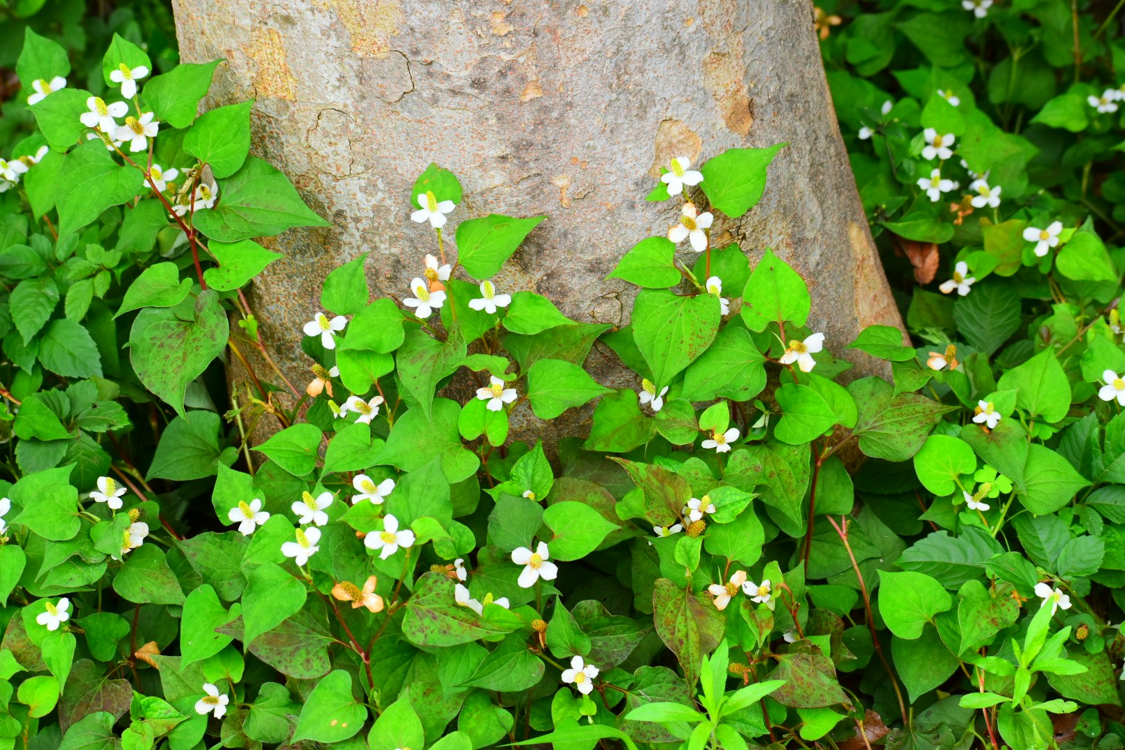 木の根元に咲くドクダミの花