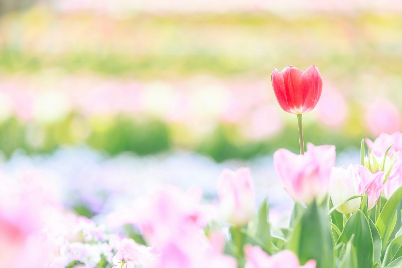 A red tulip stands out among pink flowers in a beautiful landscape
