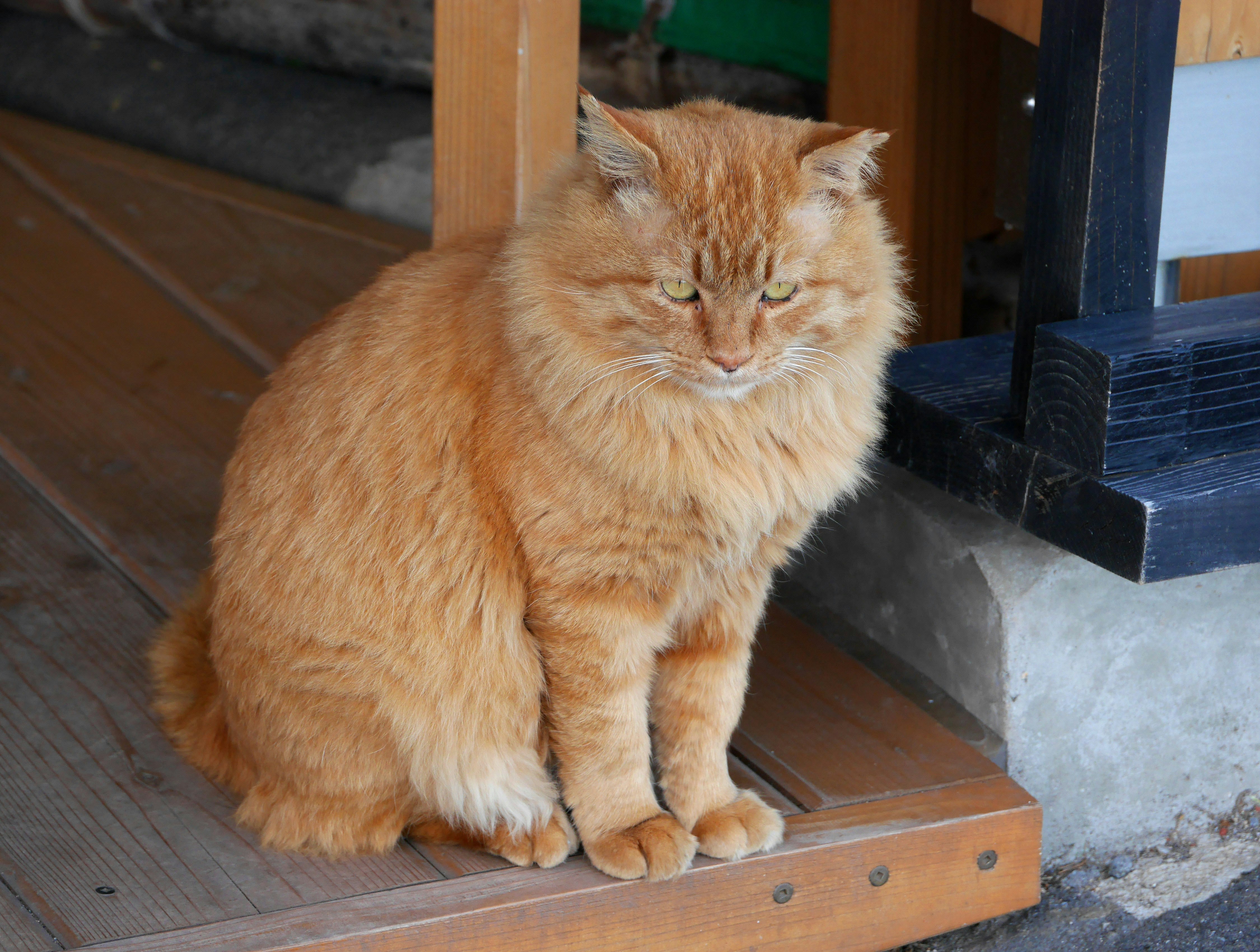 怖い顔で見つめるトラ猫の室内の床の上の姿