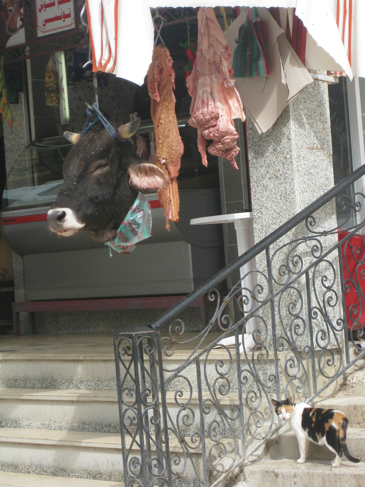 肉店入口悬挂的牛头和楼梯上的猫