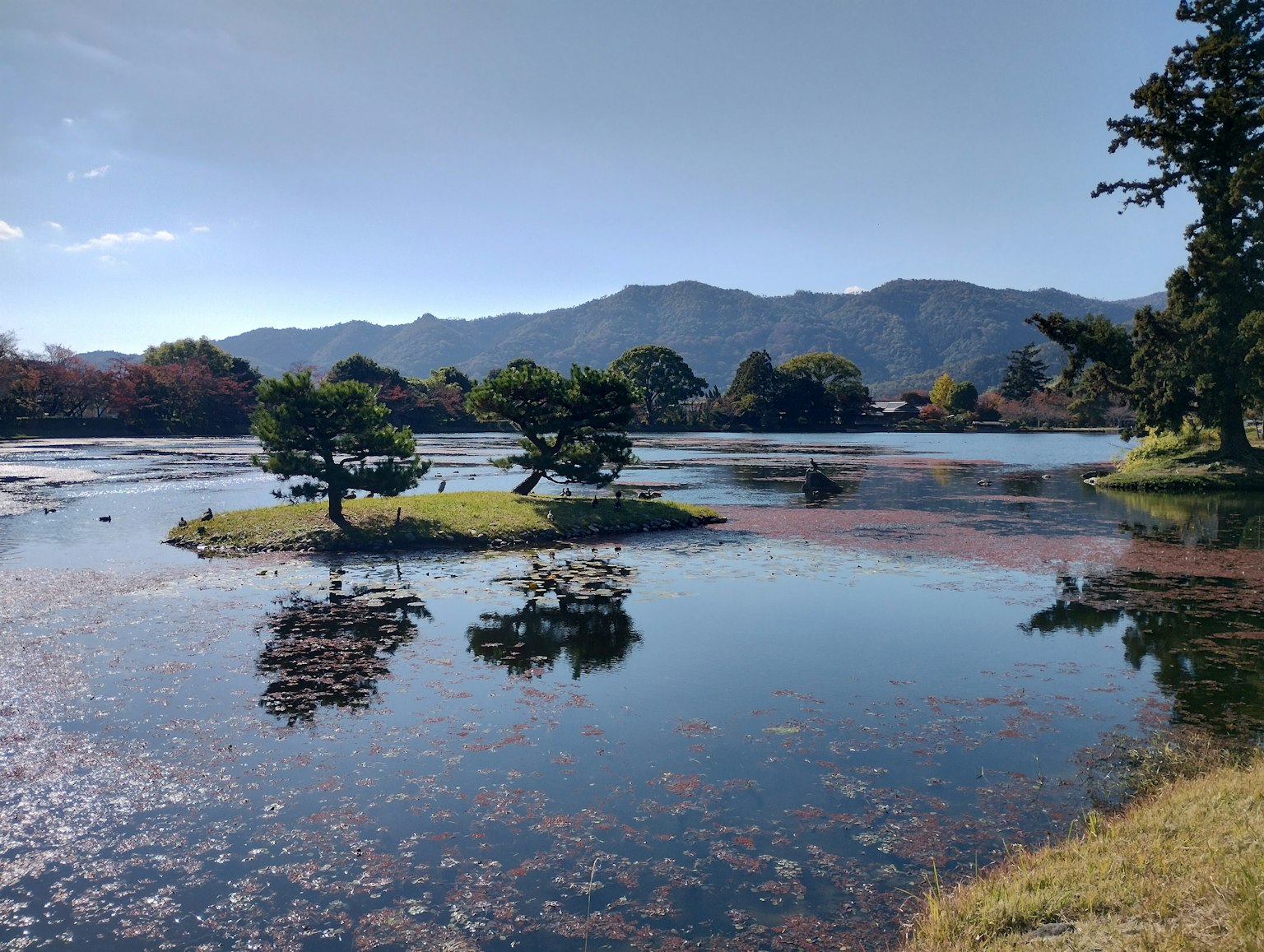 Scenic view of a calm lake with pine trees on small islands