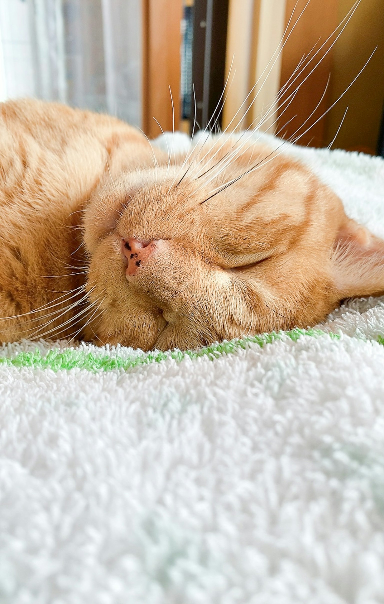 Eine orange Katze schläft auf einem Handtuch