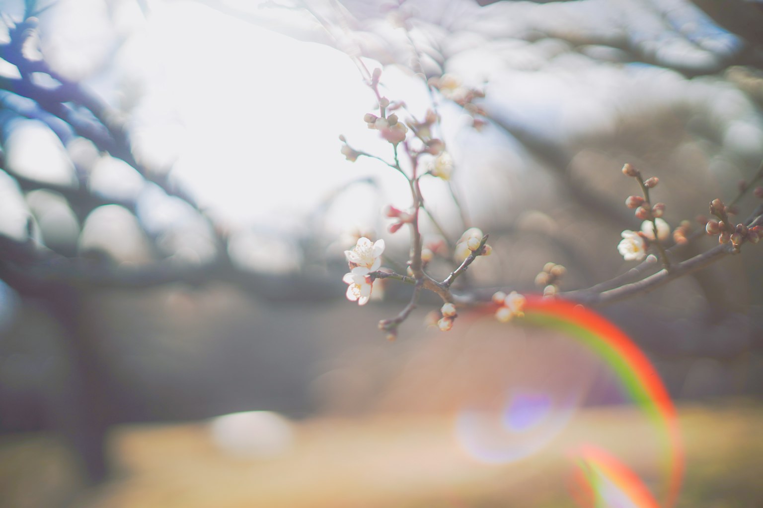 Un arrière-plan flou avec une branche de fleurs blanches et un effet de lumière arc-en-ciel