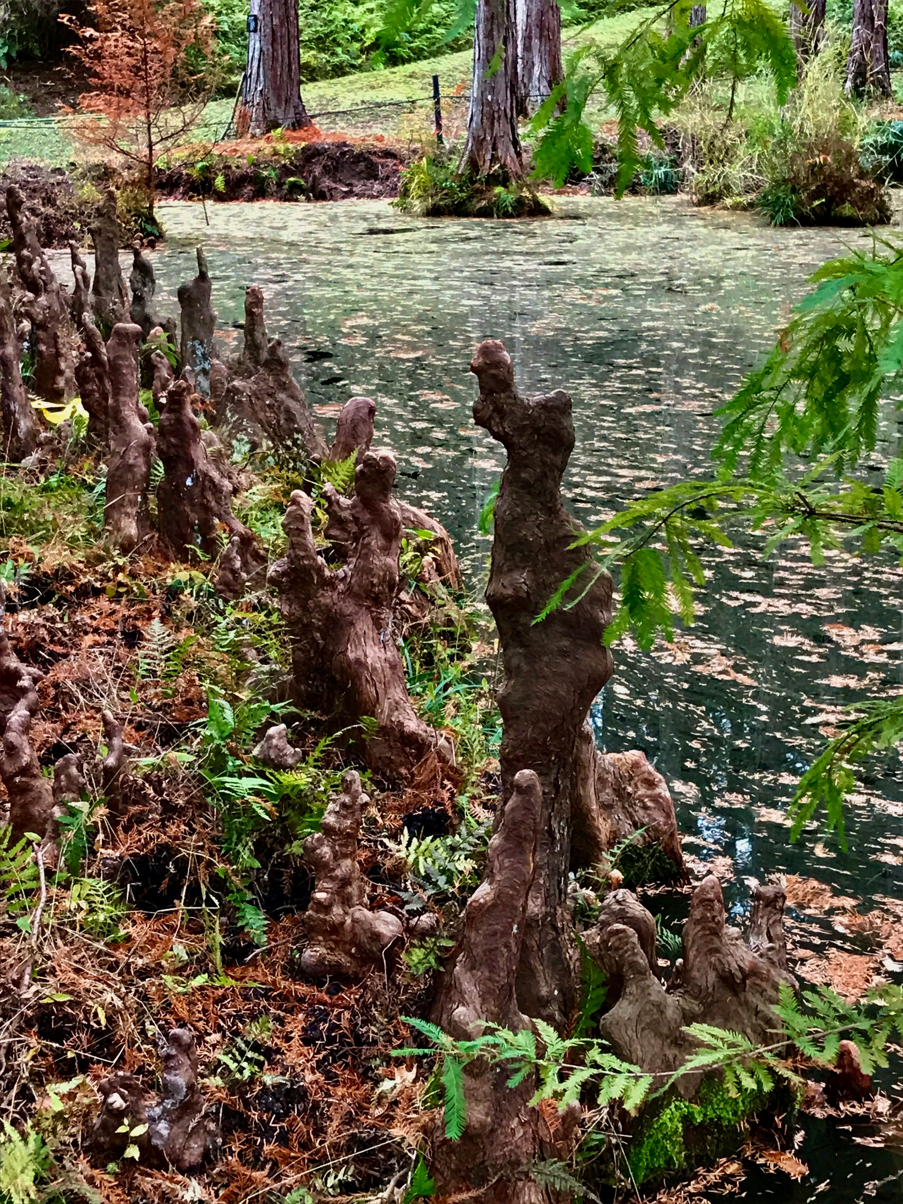 ヌマスギの池に沈む呼吸根のある水辺の景観