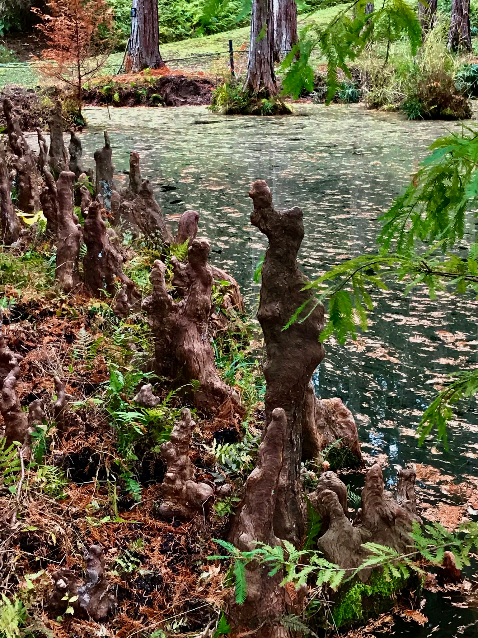 Racines d'arbres uniques se tenant au bord d'un marais avec un feuillage vert