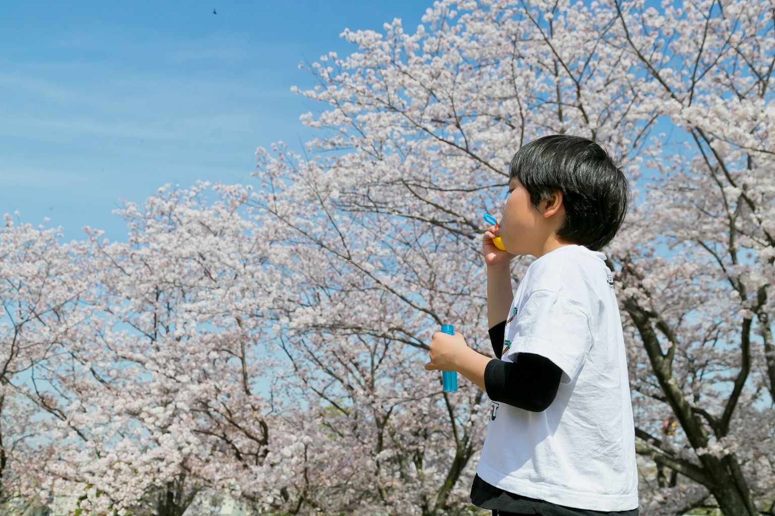 孩子在春天享受櫻花