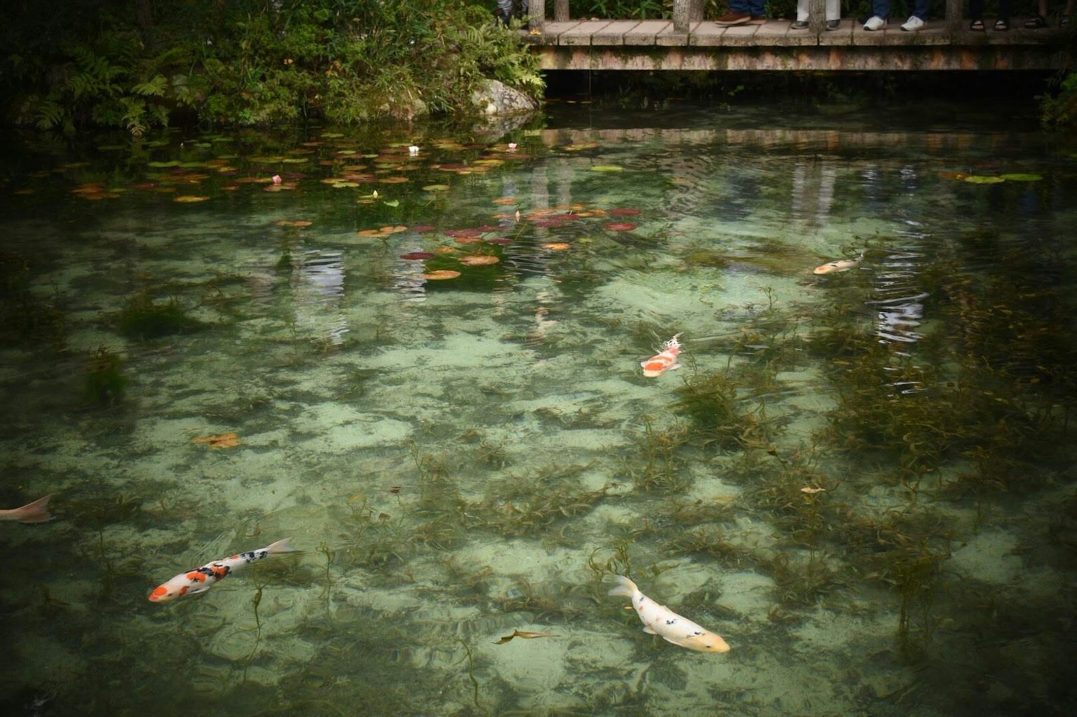 Koi nadando en agua clara con plantas verdes