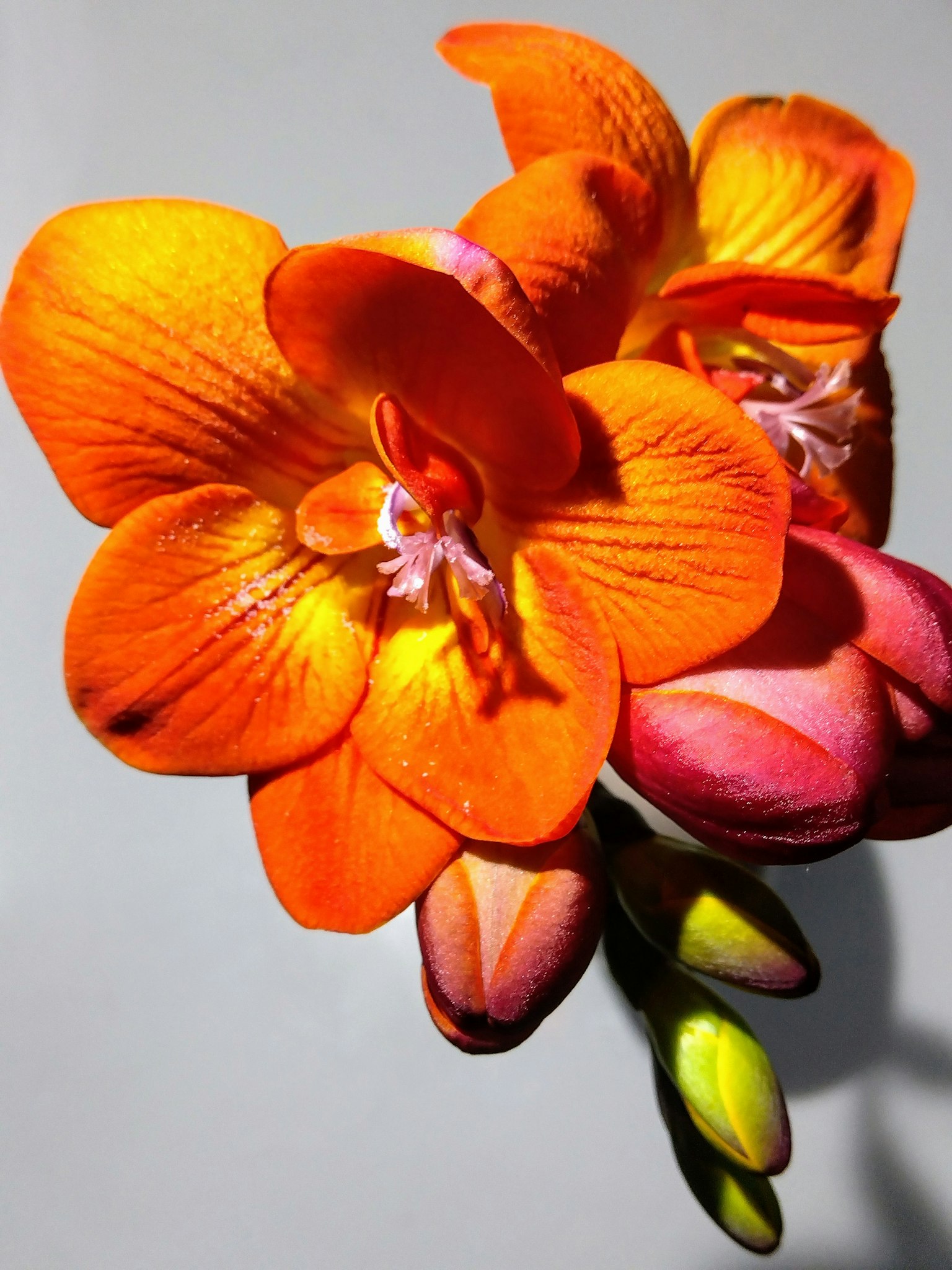 Flores naranjas floreciendo en una planta fragante