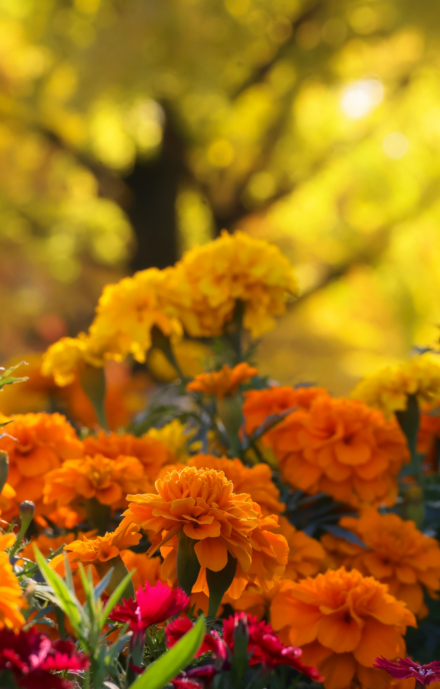 Des soucis orange vif et des fleurs rouges au premier plan avec des arbres d'automne en arrière-plan