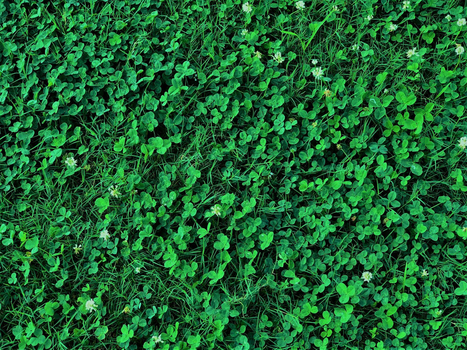 Un motif dense de gazon vert avec de petites fleurs blanches