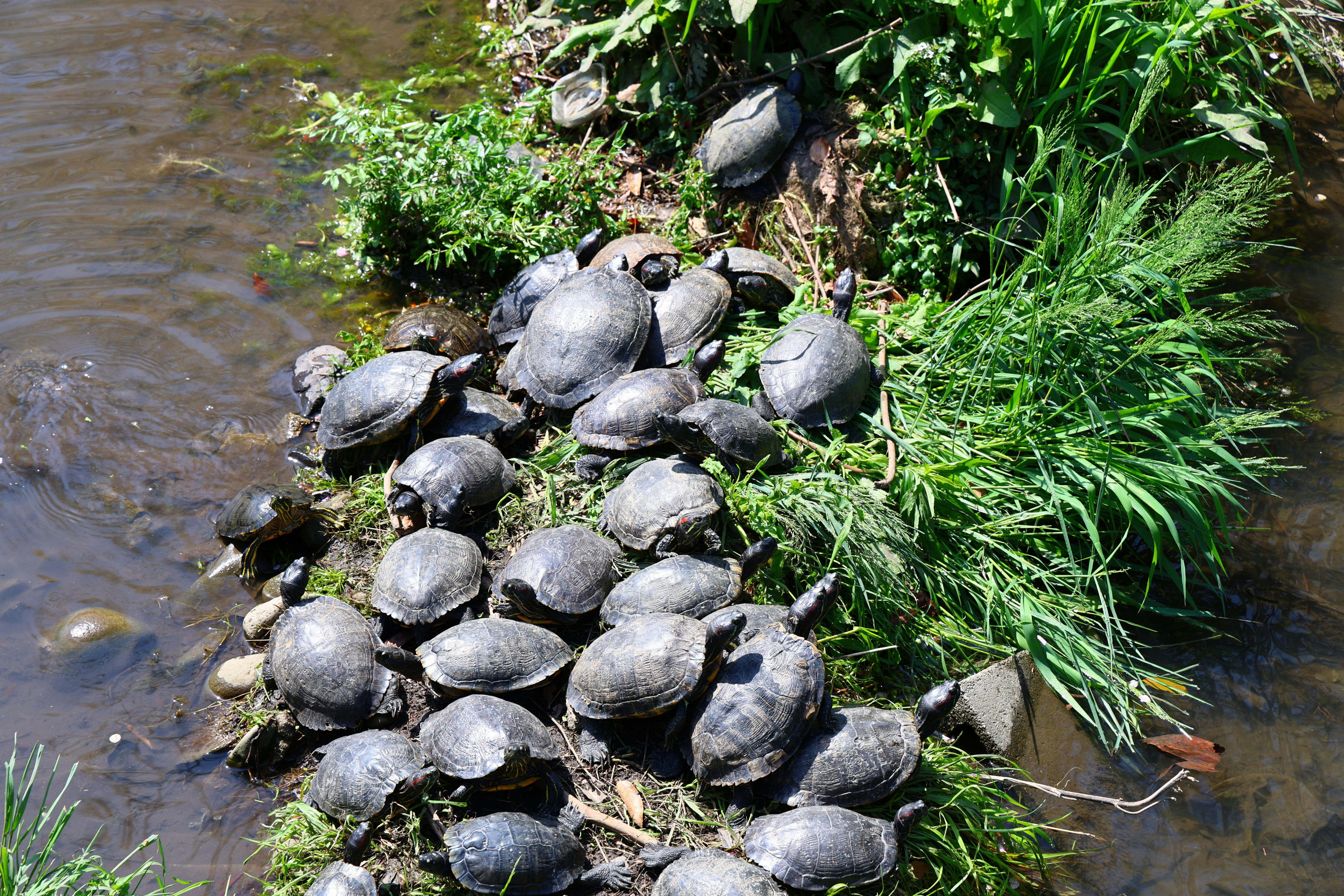 eine Gruppe von Schildkröten am Flussufer nahe dem Gras