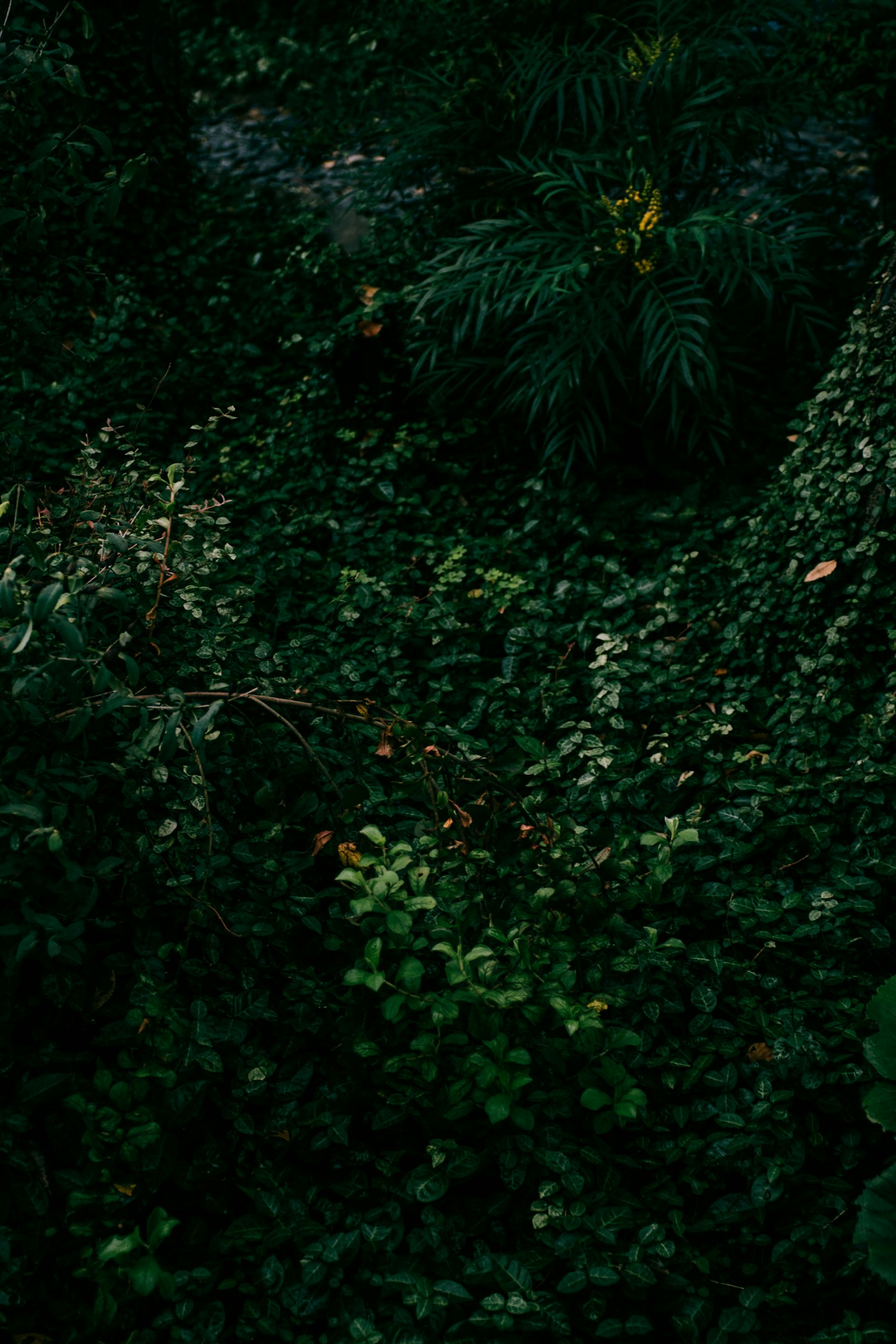 Lá xanh dày đặc với nền tối