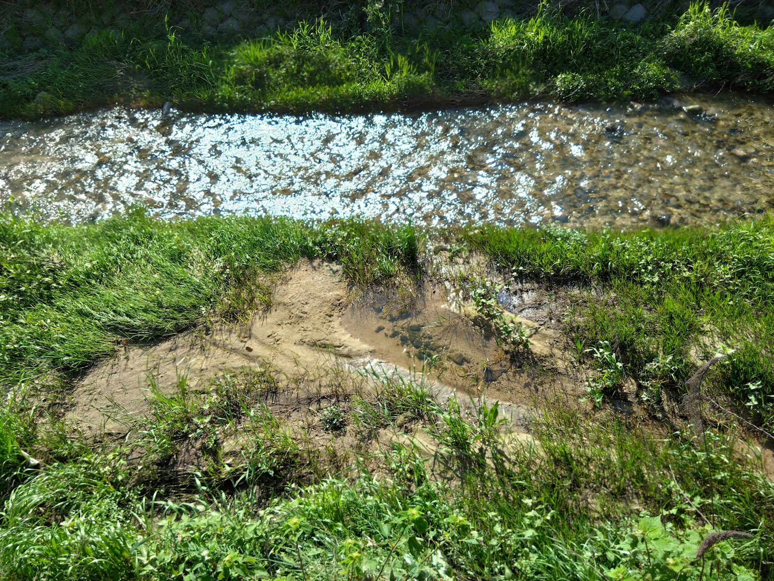 Un paisaje con agua fluyendo y hierba verde exuberante
