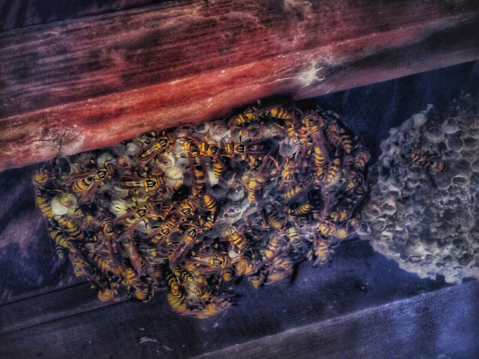 Image showing a honeycomb and a colony of bees