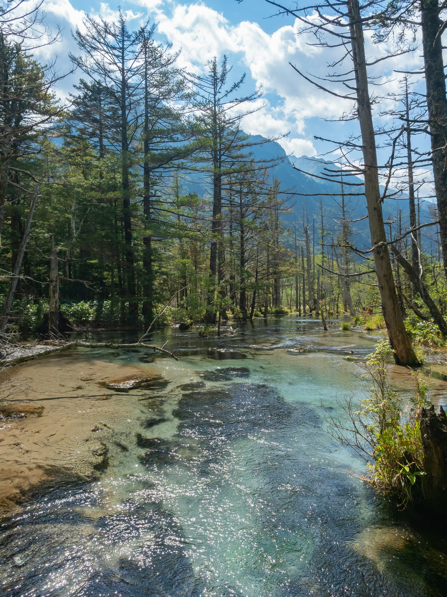 río cristalino que atraviesa un bosque con montañas al fondo
